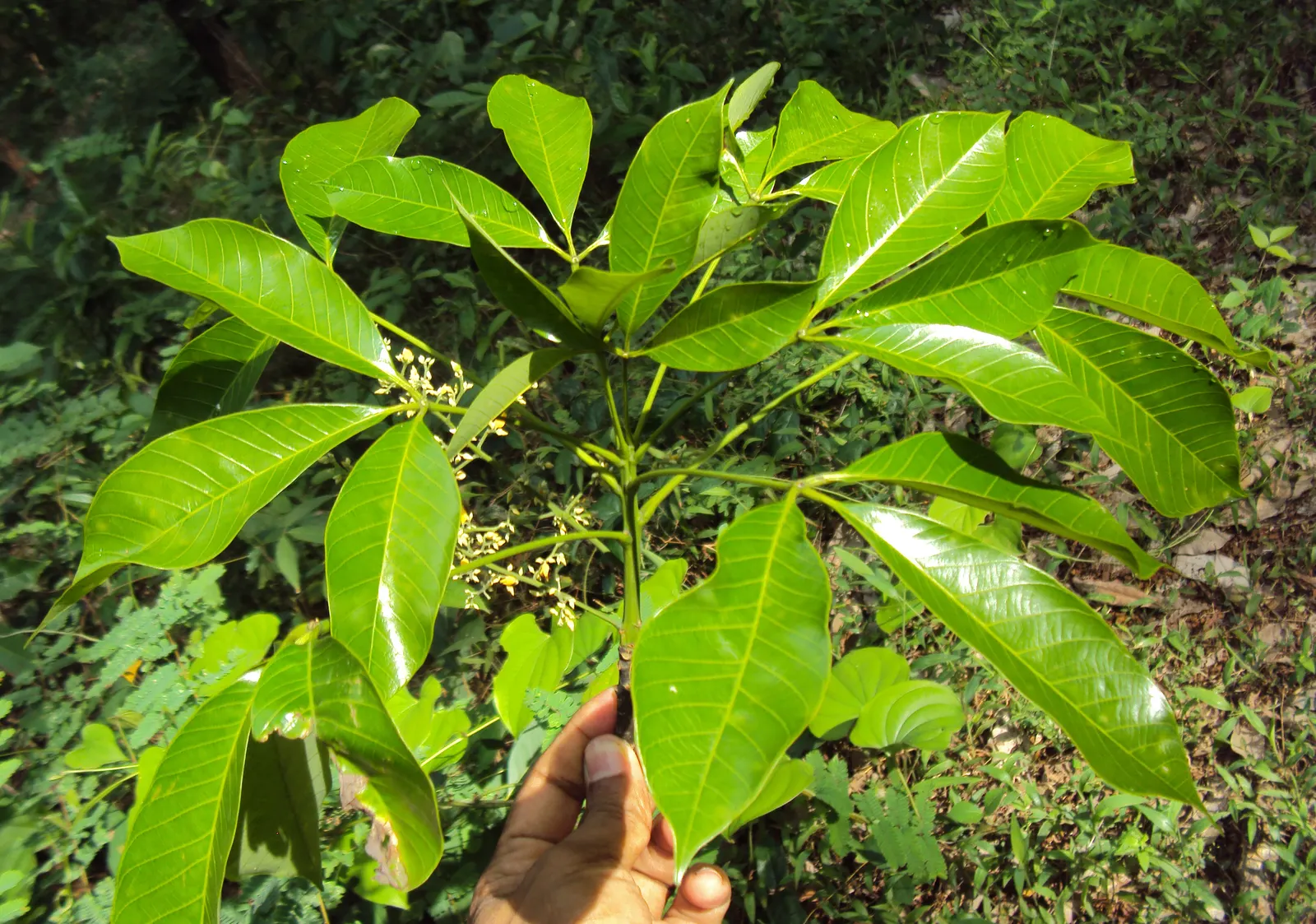 Rubber Tree (Ficus Elastica 'Decora') — is an ornamental evergreen with a robust structure; which contribute to its air-purifying qualities