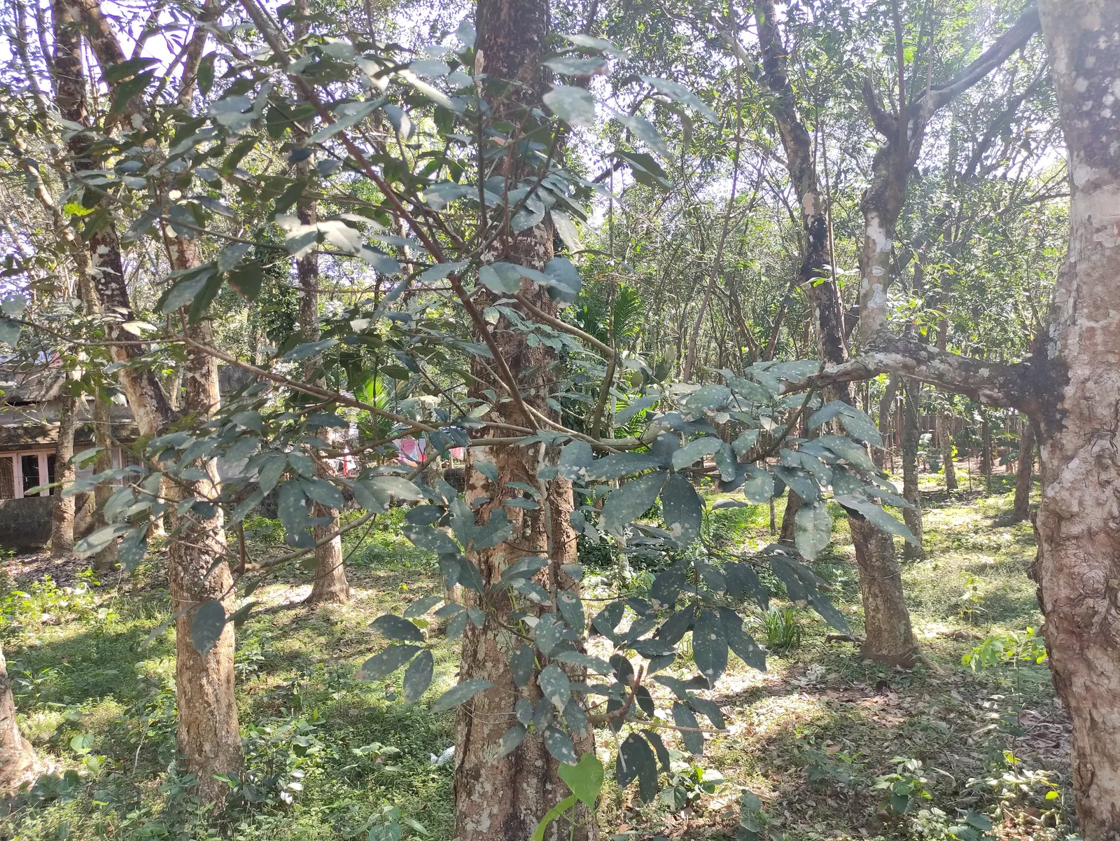 Rubber Tree (Ficus Elastica 'Decora') — Despite its robust appearance, it's sensitive to cold drafts and low temperatures; the dark green foliage with a hint
