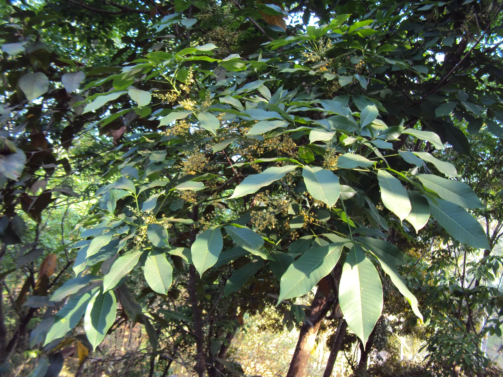 Rubber Tree (Ficus Elastica 'Decora') — it is known for its air-purifying qualities