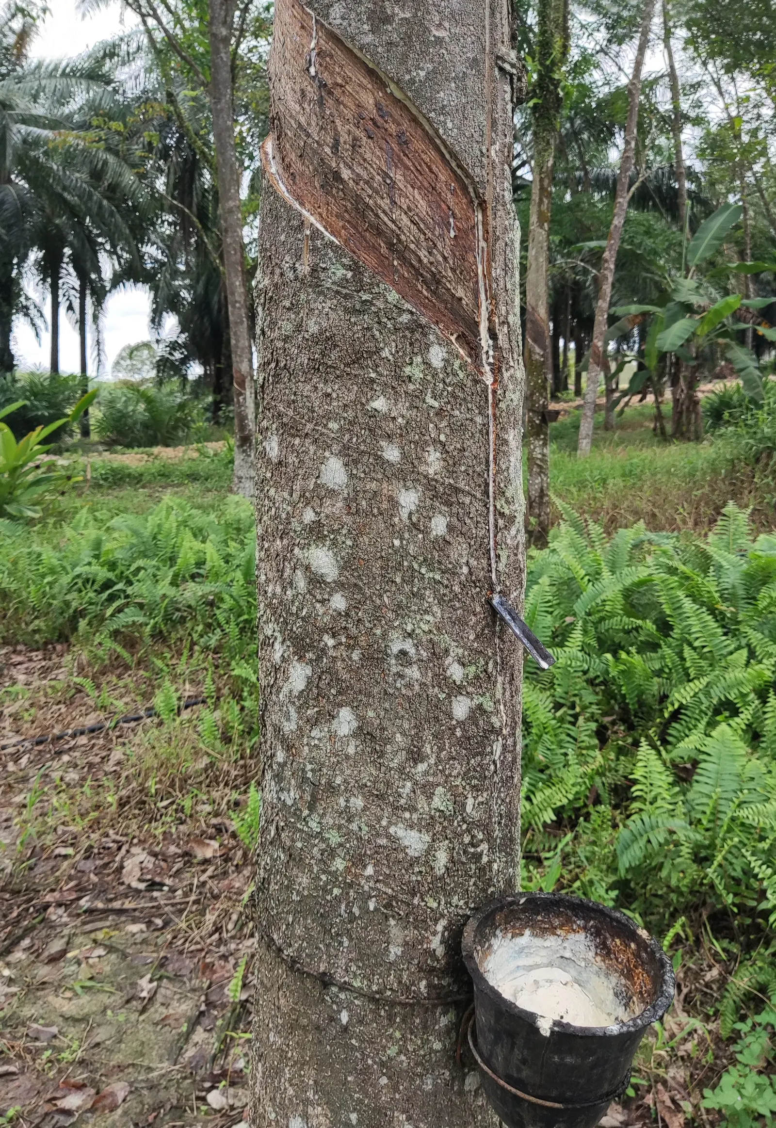 Rubber Tree (Ficus Elastica 'Decora') — allowing the soil to dry out slightly between watering sessions