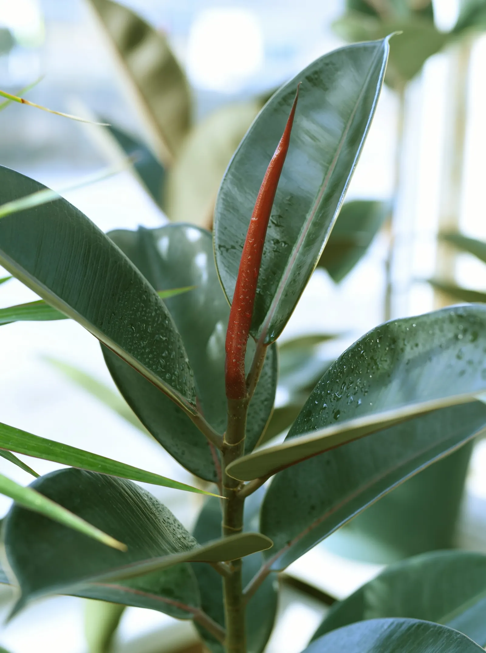 Rubber Tree (Ficus Elastica 'Decora') — it is known for its air-purifying qualities; commonly known as the Rubber Tree, image 94