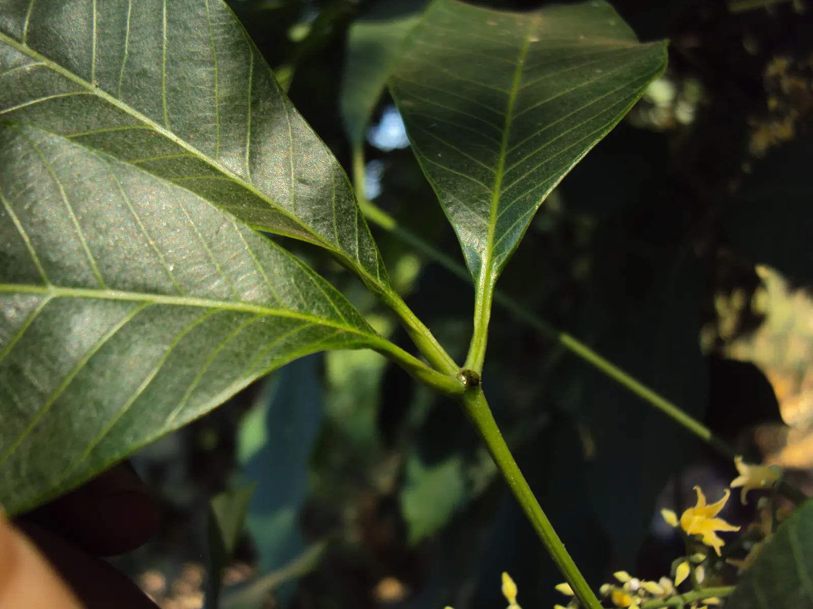 Rubber Tree (Ficus Elastica 'Decora') — the Rubber Tree is a resilient and low-maintenance choice
