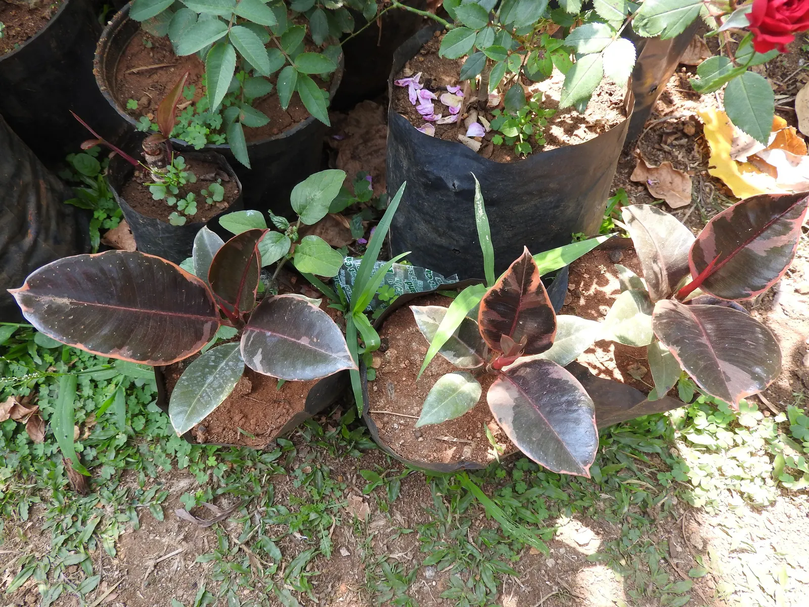 Rubber Tree (Ficus Elastica 'Decora') — creating a substantial visual impact in the garden.<br><br>The plant is well-regarded for its glossy, image 83