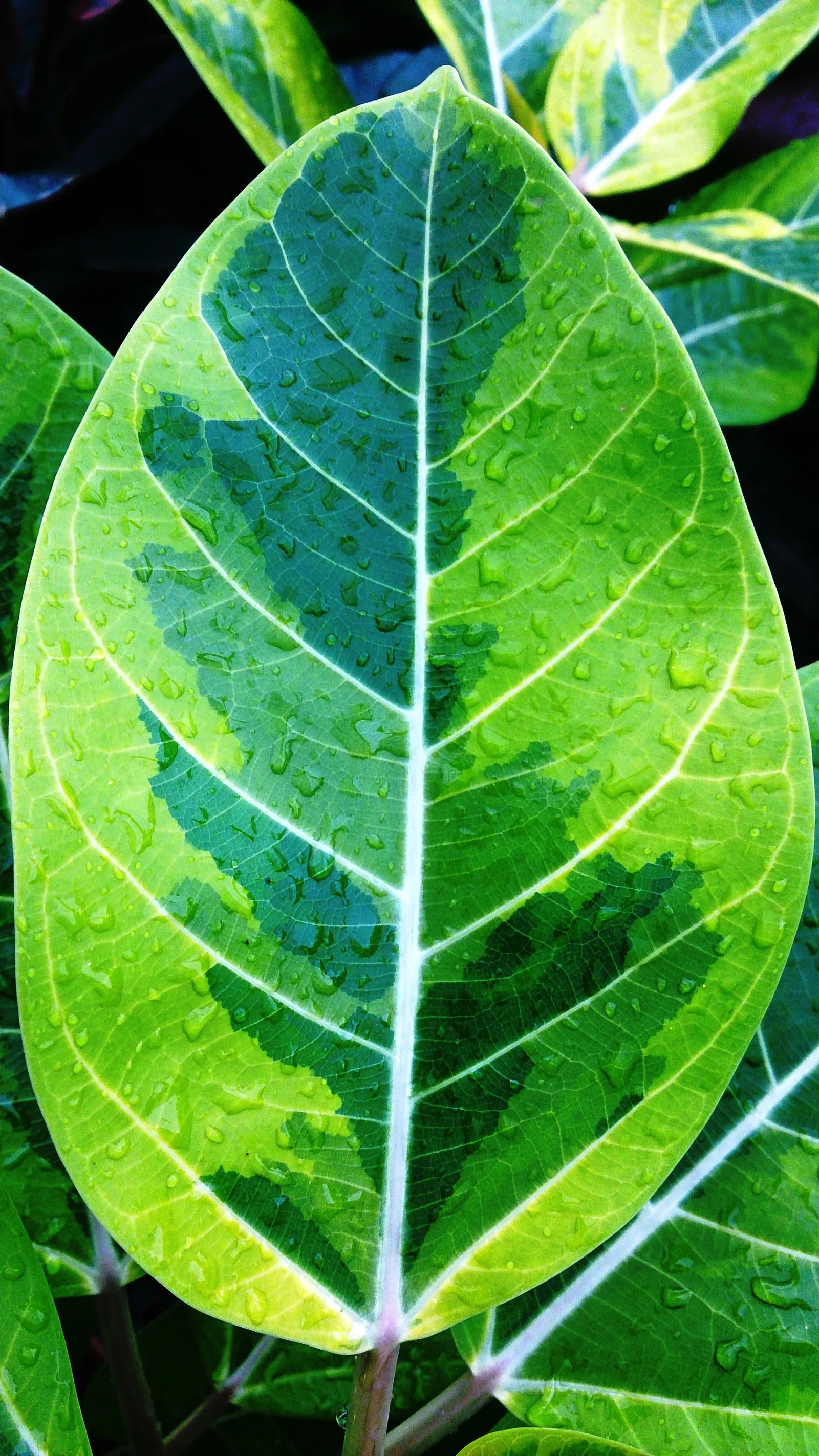 Rubber Tree (Ficus Elastica 'Decora') — commonly known as the Rubber Tree; it is known for its air-purifying qualities, image 103