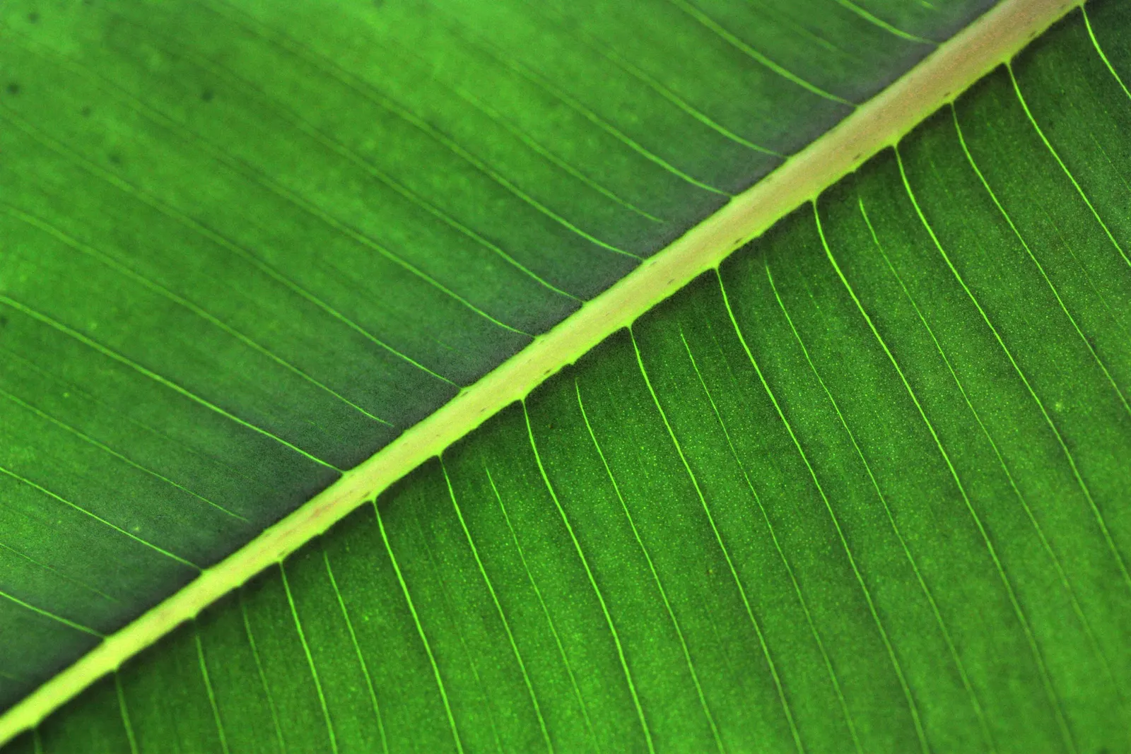Rubber Tree (Ficus Elastica 'Decora') — shrub / tree for half; the Rubber Tree is a resilient and low-maintenance choice, image 96