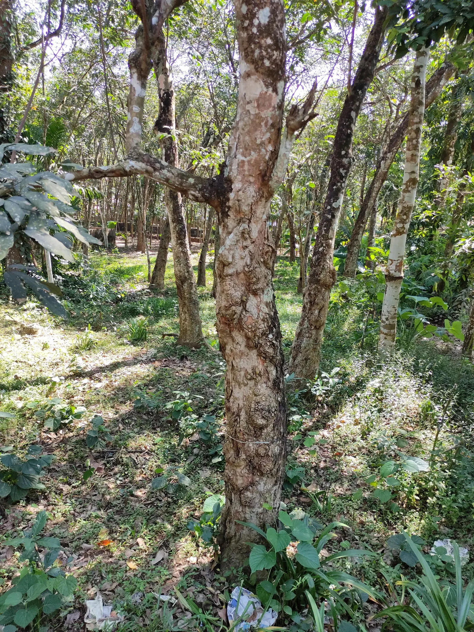 Rubber Tree (Ficus Elastica 'Decora') — as it can become quite large if not pruned regularly; dark green leaves up to 12 inches long