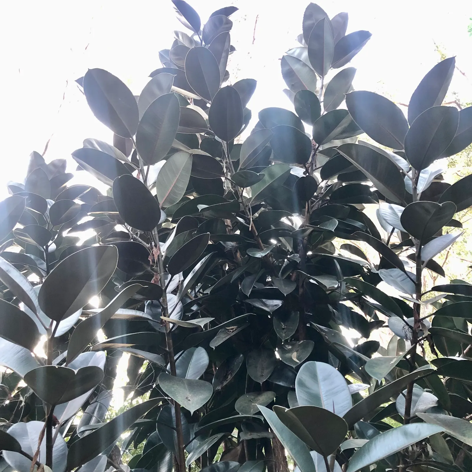 Rubber Tree (Ficus Elastica 'Decora') — allowing the soil to dry out slightly between watering sessions; its versatility makes it suitable for, image 92
