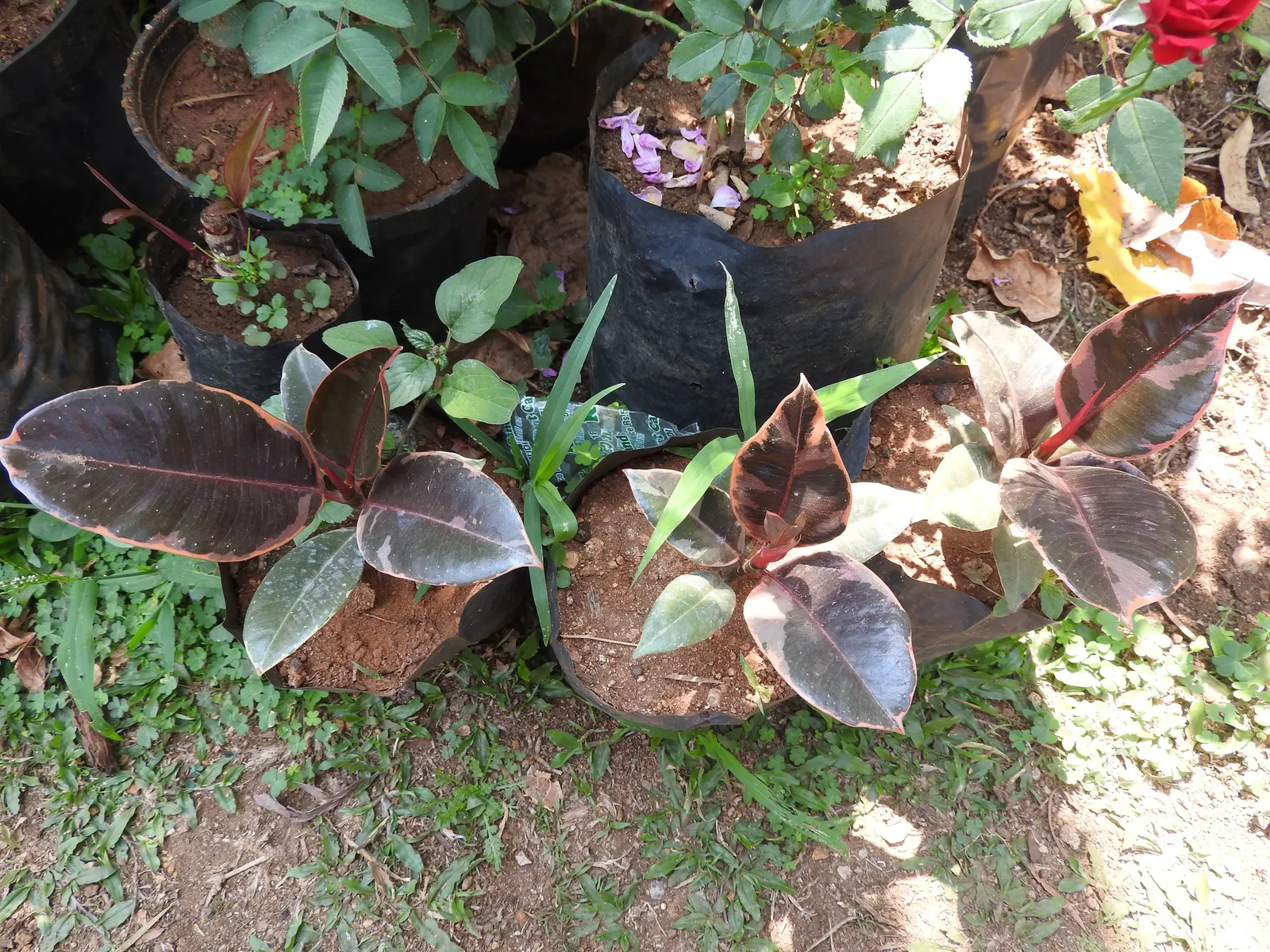 Rubber Tree (Ficus Elastica 'Decora') — The dark green foliage with a hint of burgundy provides a lush, vibrant tone throughout the year; despite, image 85