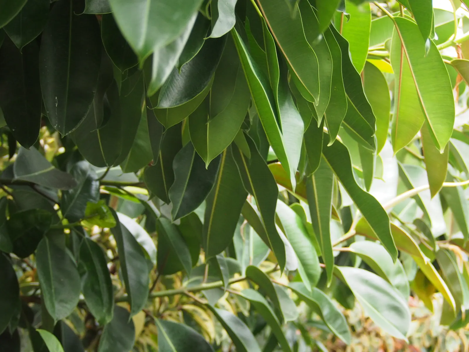 Rubber Tree (Ficus Elastica 'Decora') — reaching up to 50 feet in its natural habitat but commonly kept around 6-10 feet indoors for ornamental, image 98