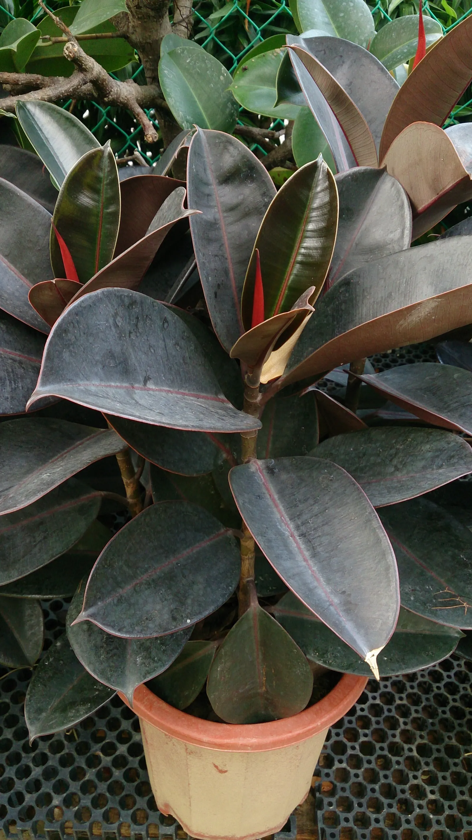 Rubber Tree (Ficus Elastica 'Decora') — is an ornamental evergreen with a robust structure; which contribute to its air-purifying qualities, image 97