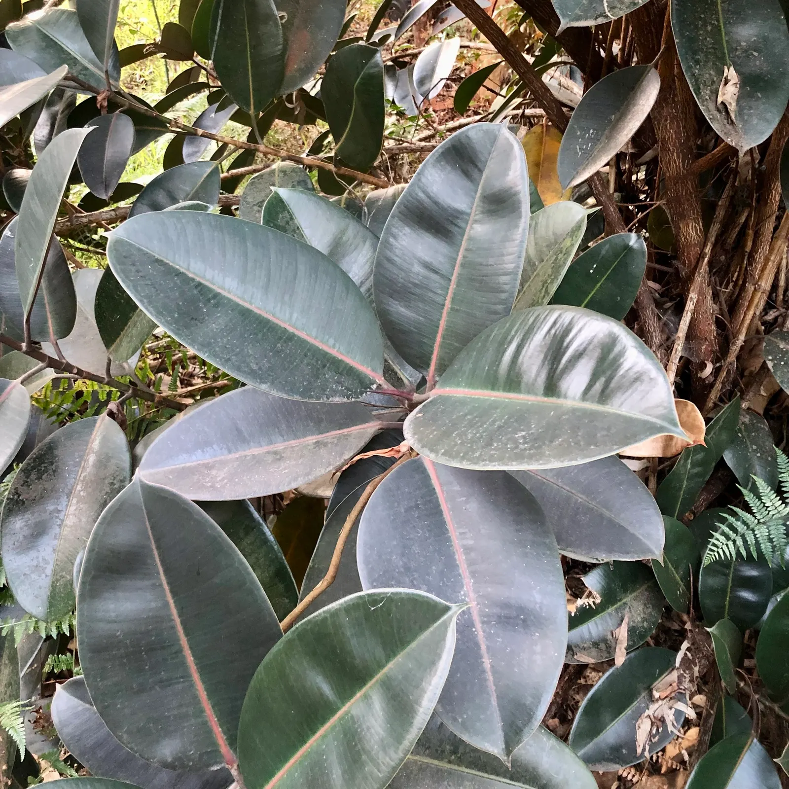 Rubber Tree (Ficus Elastica 'Decora') — It requires moderate watering; with a canopy spread of 20 to 30 feet, image 91