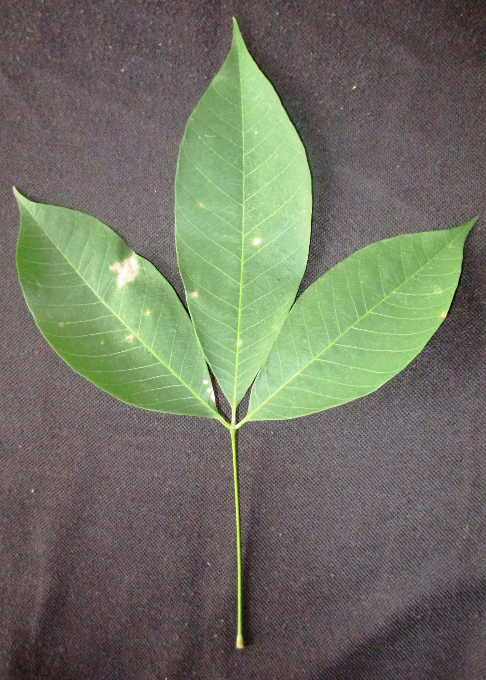 Rubber Tree (Ficus Elastica 'Decora') — commonly known as the Rubber Tree