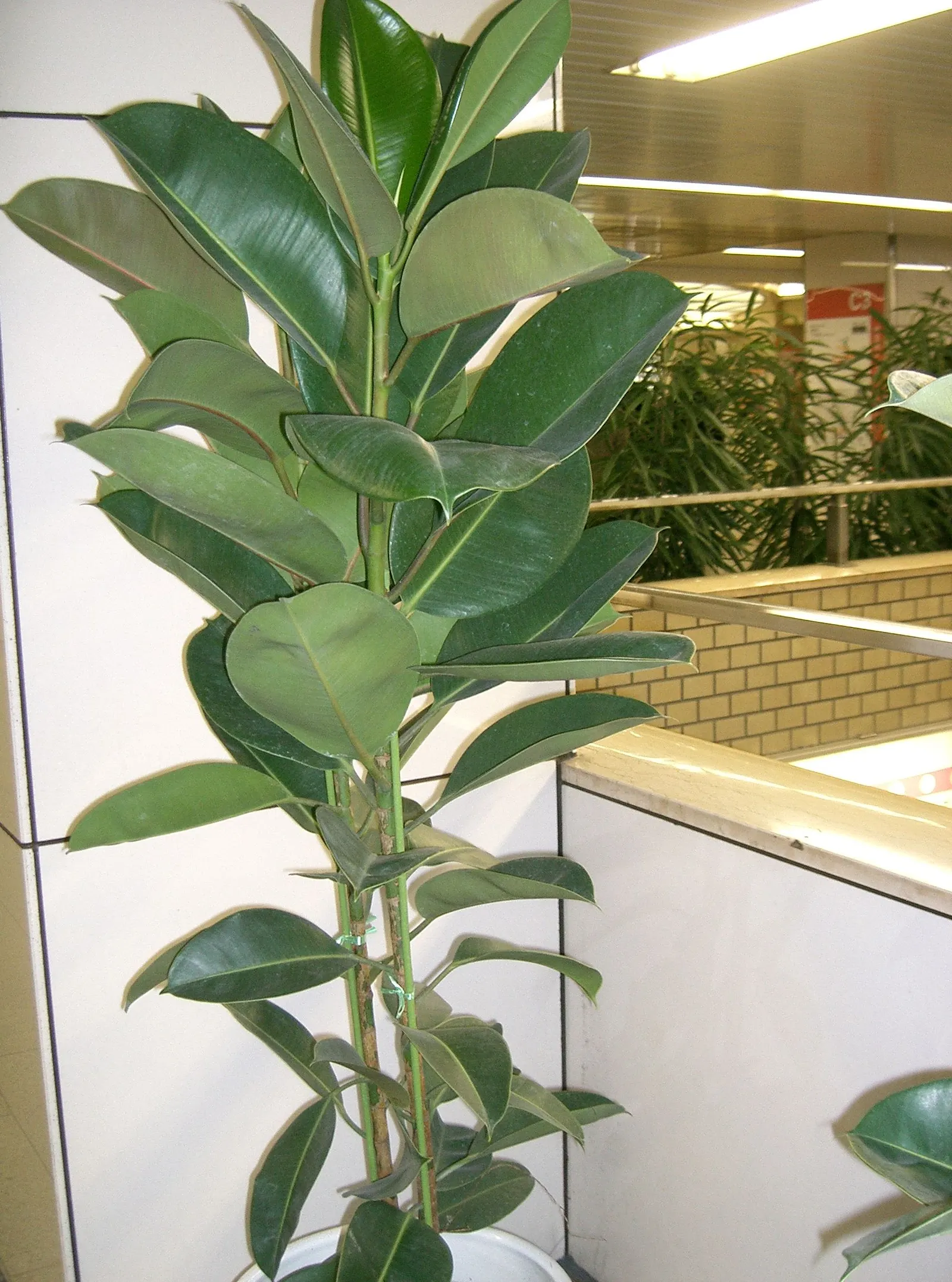Rubber Tree (Ficus Elastica 'Decora') — Originating from the tropical regions of Southeast Asia, it thrives in USDA Hardiness Zones 10 to 12, image 104