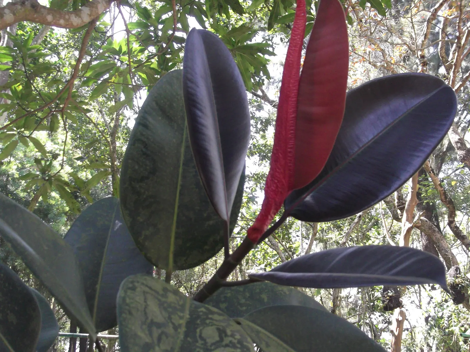 Rubber Tree (Ficus Elastica 'Decora') — the Rubber Tree prefers partial to full sunlight exposure and flourishes in well-draining soil; making it a, image 87
