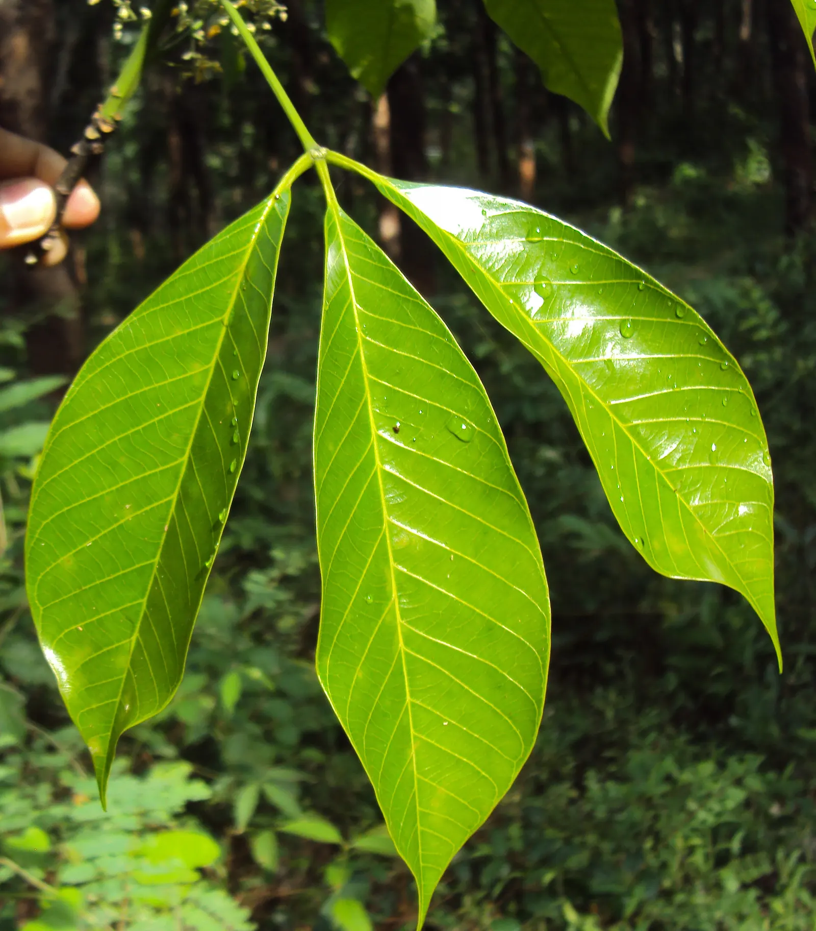 Rubber Tree (Ficus Elastica 'Decora') — making the Rubber Tree both an aesthetic and healthful selection for your clients' garden