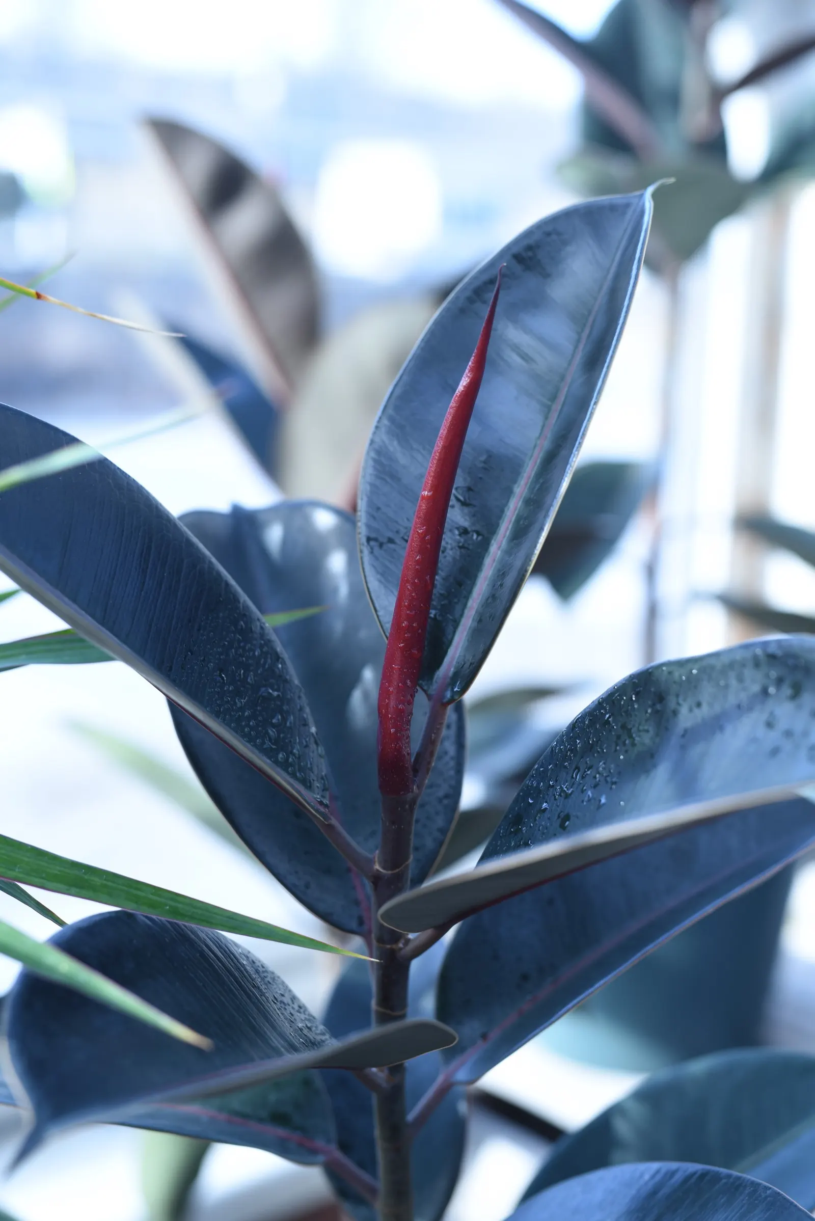 Rubber Tree (Ficus Elastica 'Decora') — the Rubber Tree can reach impressive heights of 25 to 40 feet; leather-like leaves that stunningly grow up, image 81