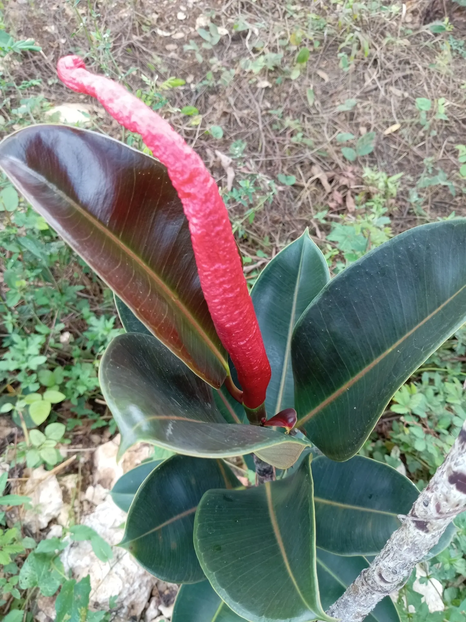 Rubber Tree (Ficus Elastica 'Decora') — The dark green foliage with a hint of burgundy provides a lush, vibrant tone throughout the year; despite, image 61