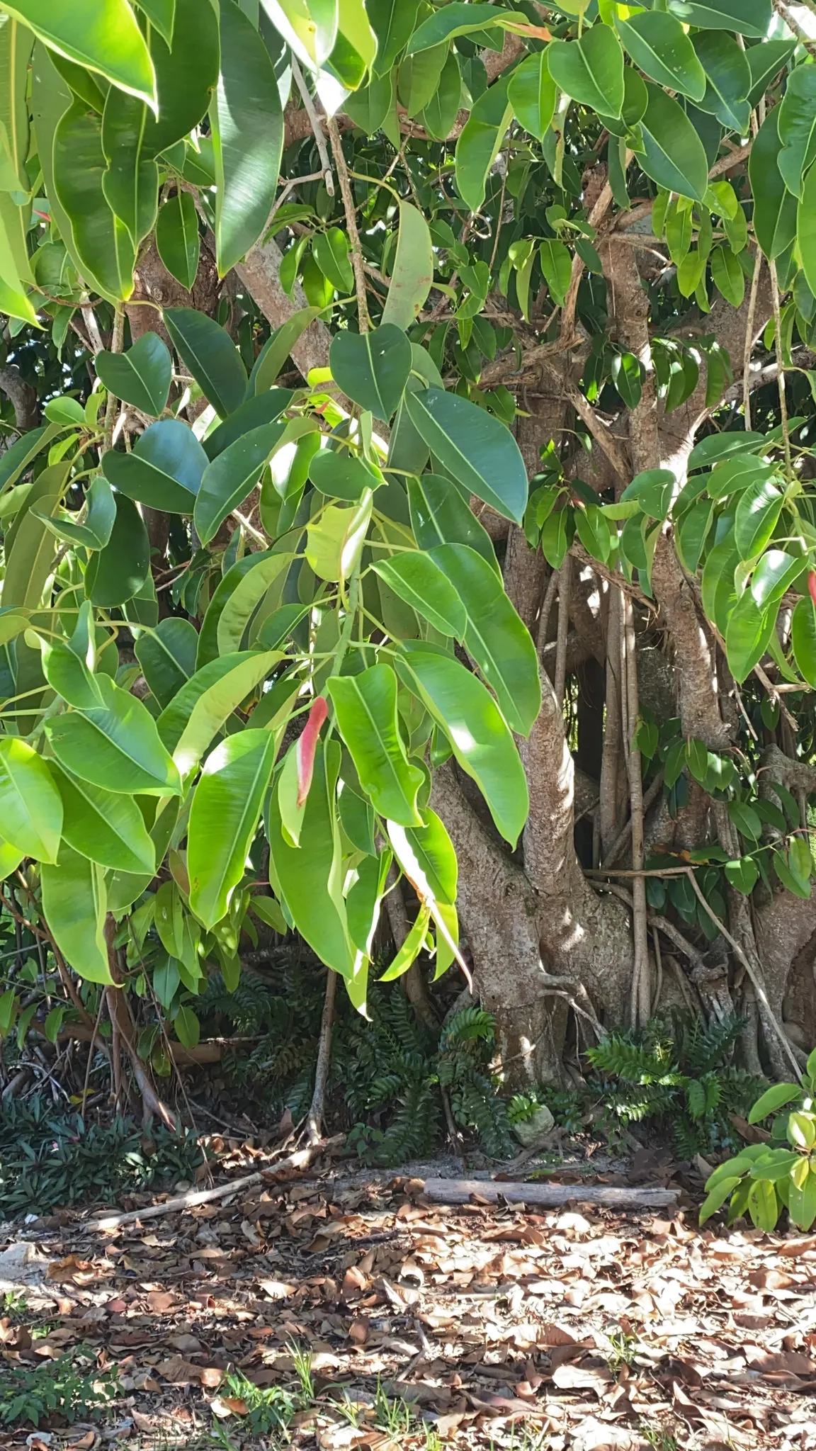 Rubber Tree (Ficus Elastica 'Decora') — leather-like leaves that stunningly grow up to 12 inches long and 4 inches wide; the Rubber Tree can reach, image 60