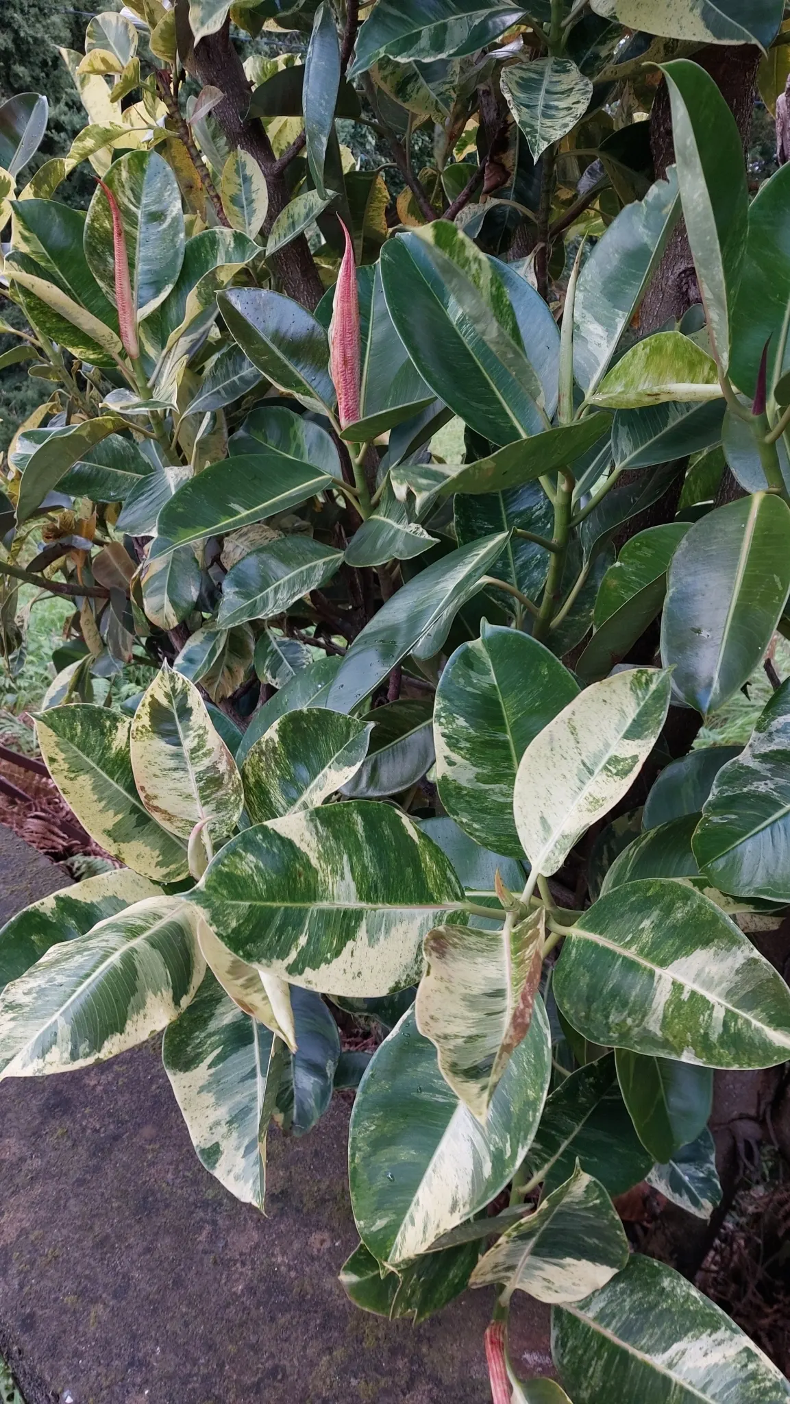 Rubber Tree (Ficus Elastica 'Decora') — the Rubber Tree is a resilient and low-maintenance choice; shrub / tree for half, image 69
