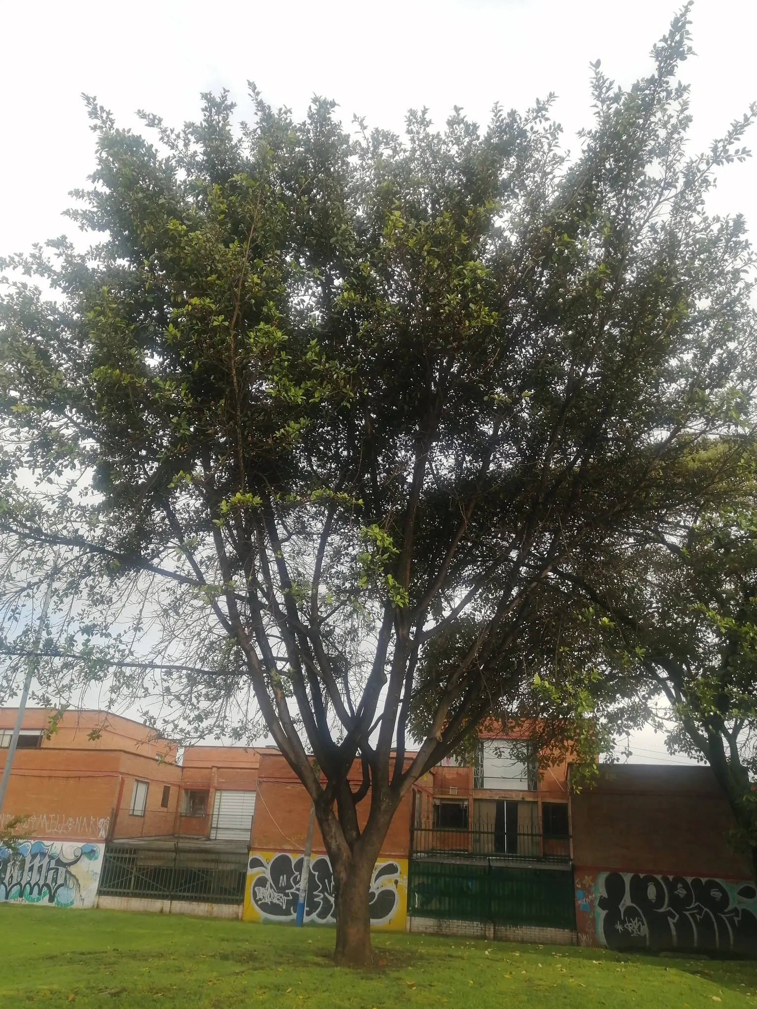 Rubber Tree (Ficus Elastica 'Decora') — is an ornamental evergreen with a robust structure; which contribute to its air-purifying qualities, image 73