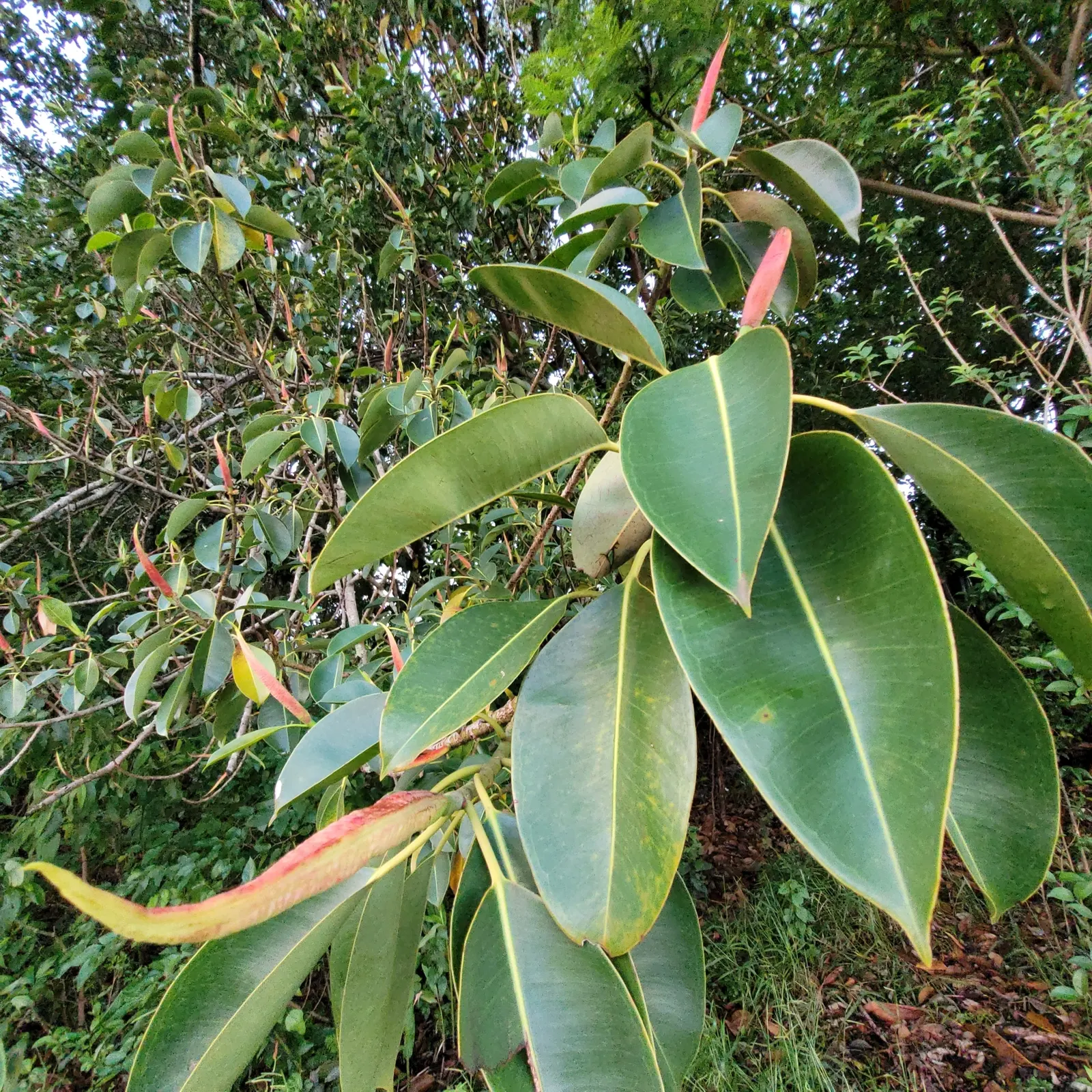 Rubber Tree (Ficus Elastica 'Decora') — stands out with its richer and darker leaves compared to other cultivars.<br><br>For optimal growth; making, image 62
