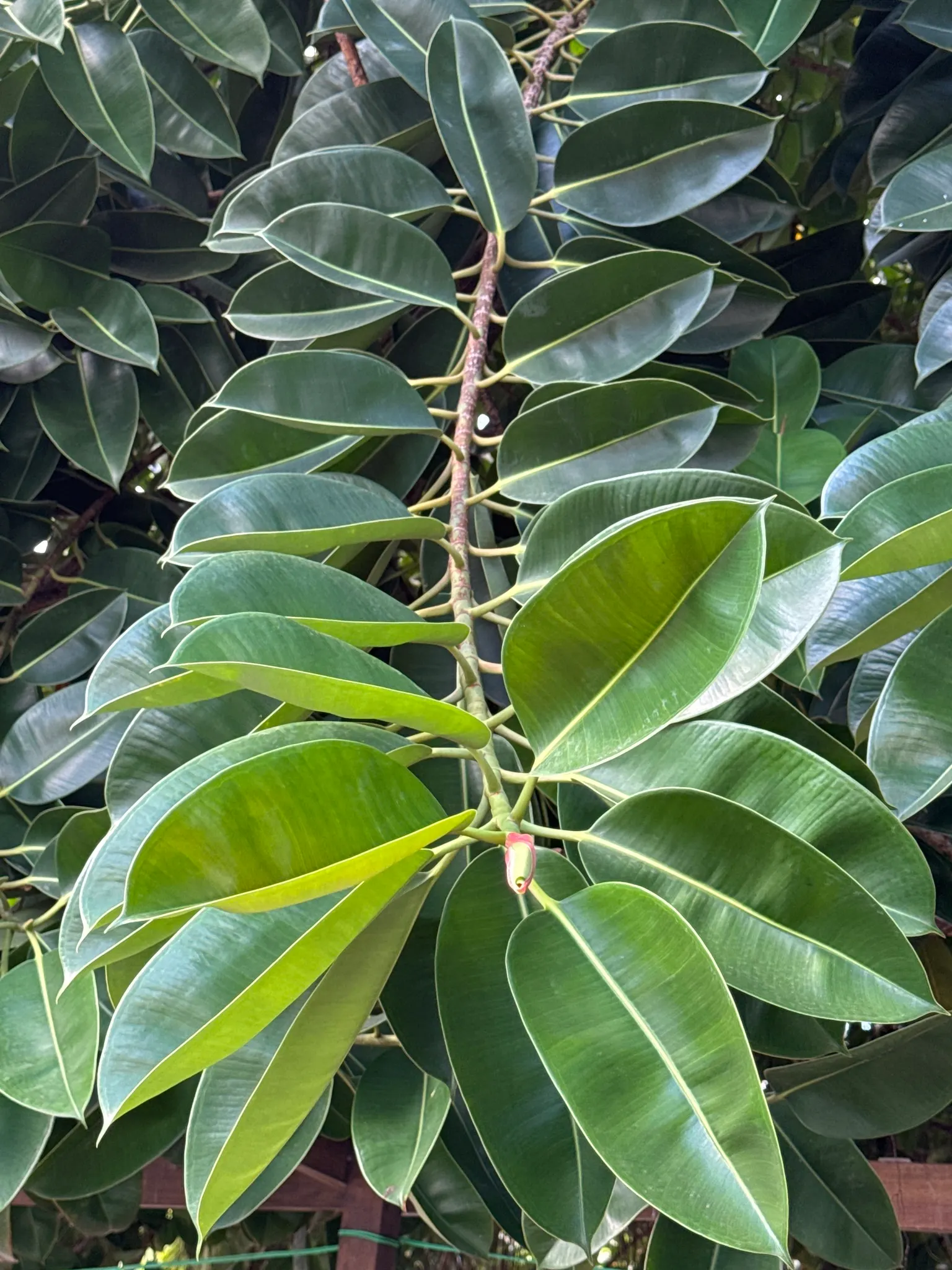Rubber Tree (Ficus Elastica 'Decora') — with a canopy spread of 20 to 30 feet; it requires moderate watering, image 82