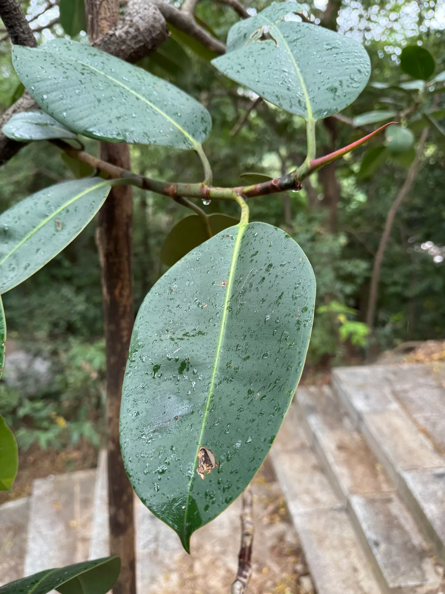 Rubber Tree (Ficus Elastica 'Decora') — creating a substantial visual impact in the garden.<br><br>The plant is well-regarded for its glossy, image 59