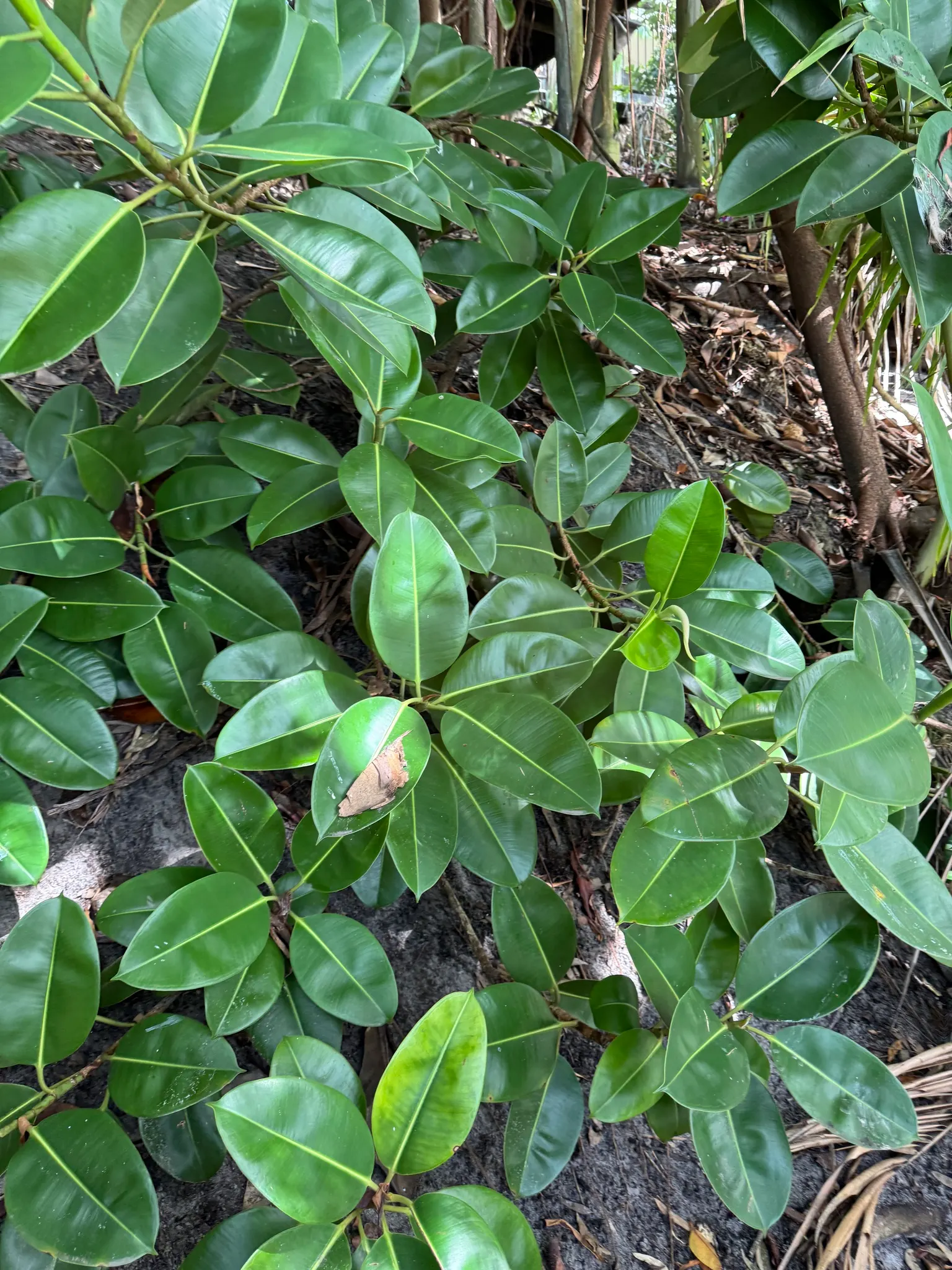 Rubber Tree (Ficus Elastica 'Decora') — reaching up to 50 feet in its natural habitat but commonly kept around 6-10 feet indoors for ornamental, image 74