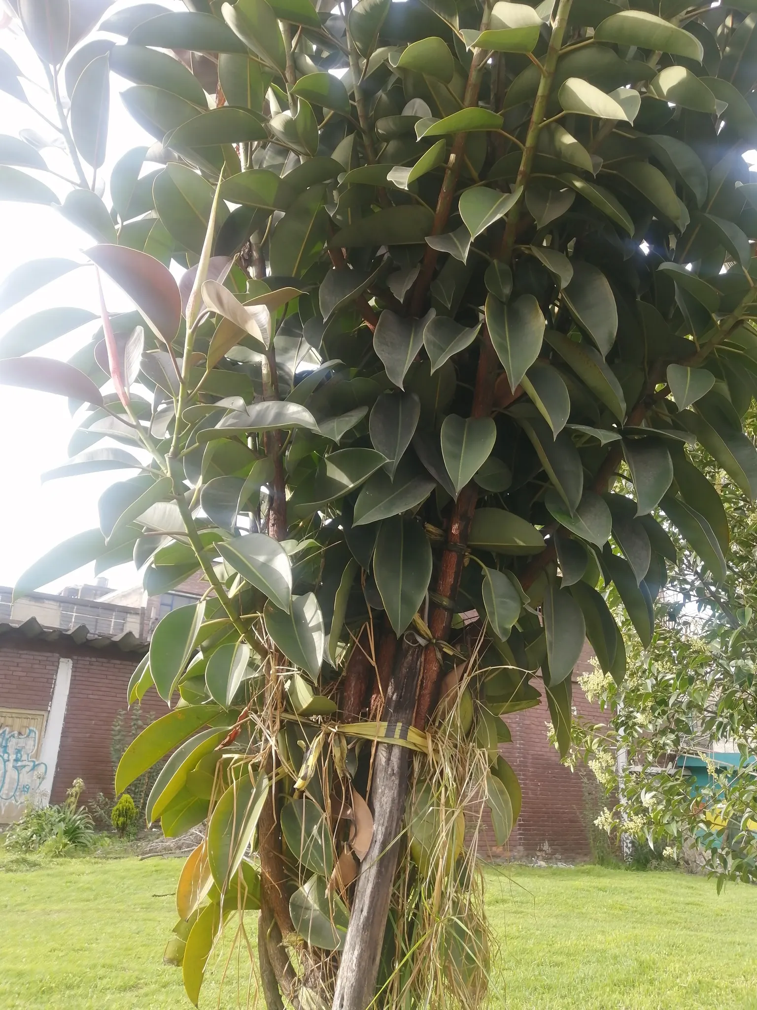 Rubber Tree (Ficus Elastica 'Decora') — it is known for its air-purifying qualities; commonly known as the Rubber Tree, image 70