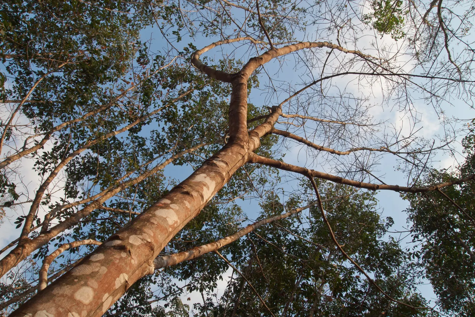 Rubber Tree (Ficus Elastica 'Decora') — stands out with its richer and darker leaves compared to other cultivars.<br><br>For optimal growth