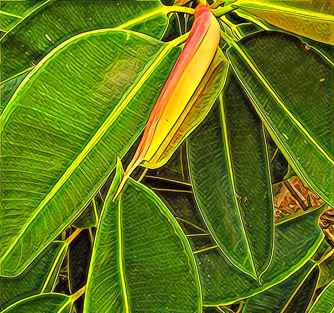 Rubber Tree (Ficus Elastica 'Decora') — Despite its robust appearance, it's sensitive to cold drafts and low temperatures