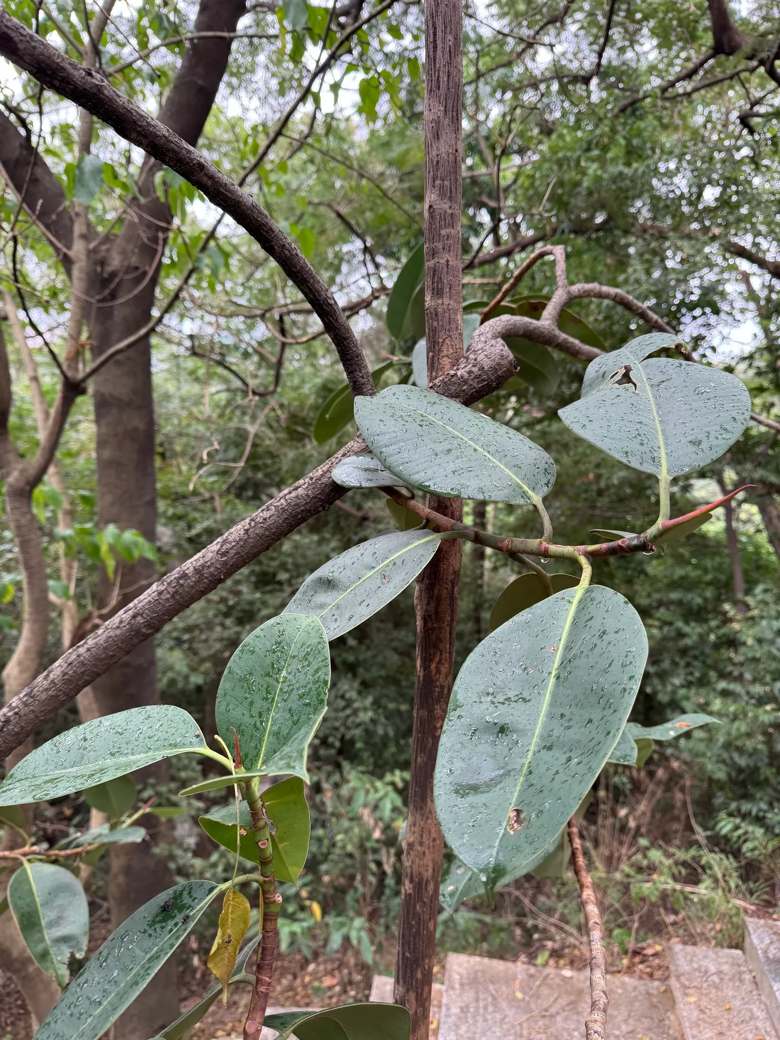 Rubber Tree (Ficus Elastica 'Decora') — the Rubber Tree prefers partial to full sunlight exposure and flourishes in well-draining soil; making it a, image 63