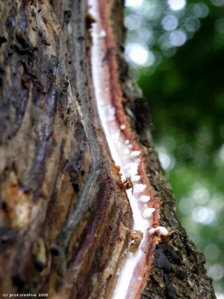 Rubber Tree (Ficus Elastica 'Decora') — the Rubber Tree prefers partial to full sunlight exposure and flourishes in well-draining soil