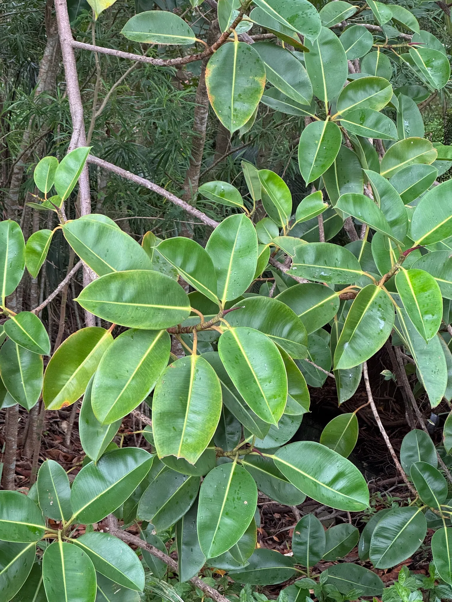 Rubber Tree (Ficus Elastica 'Decora') — making the Rubber Tree both an aesthetic and healthful selection for your clients' garden; stands out with, image 71