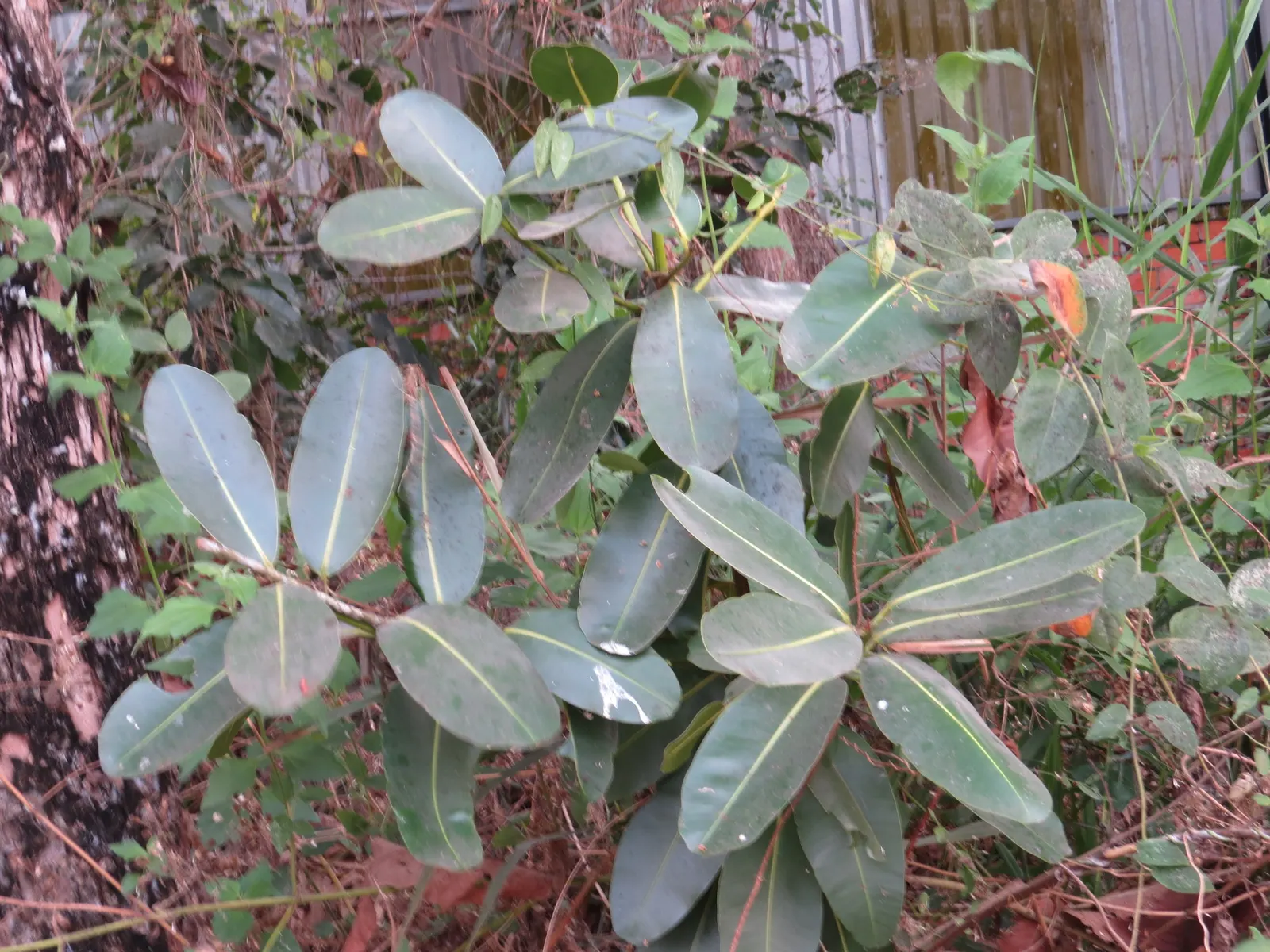 Rubber Tree (Ficus Elastica 'Decora') — Its versatility makes it suitable for container planting; allowing the soil to dry out slightly between, image 65