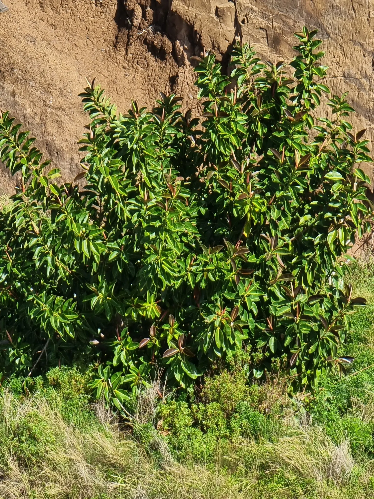Rubber Tree (Ficus Elastica 'Decora') — It requires moderate watering; with a canopy spread of 20 to 30 feet, image 67