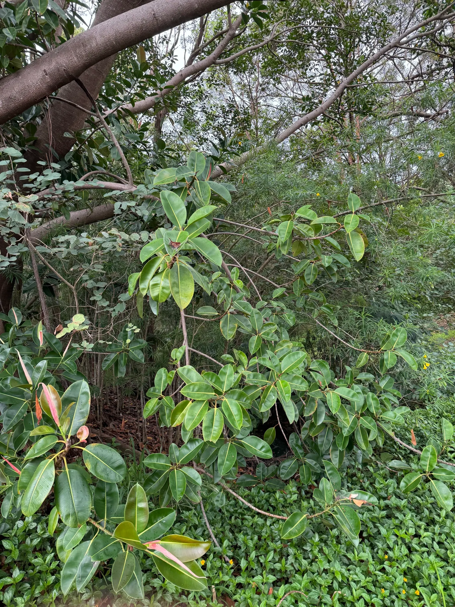 Rubber Tree (Ficus Elastica 'Decora') — which contribute to its air-purifying qualities; is an ornamental evergreen with a robust structure, image 76