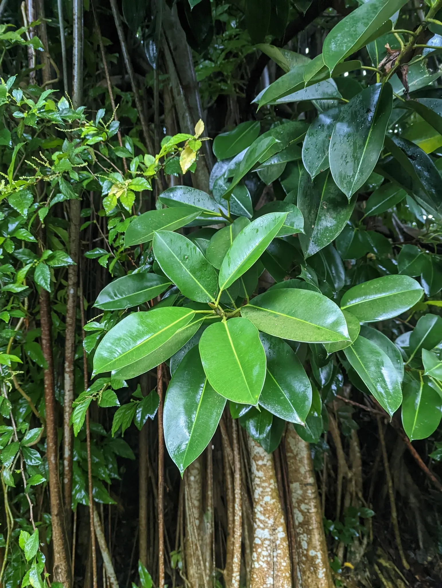 Rubber Tree (Ficus Elastica 'Decora') — Despite its robust appearance, it's sensitive to cold drafts and low temperatures; the dark green foliage, image 64