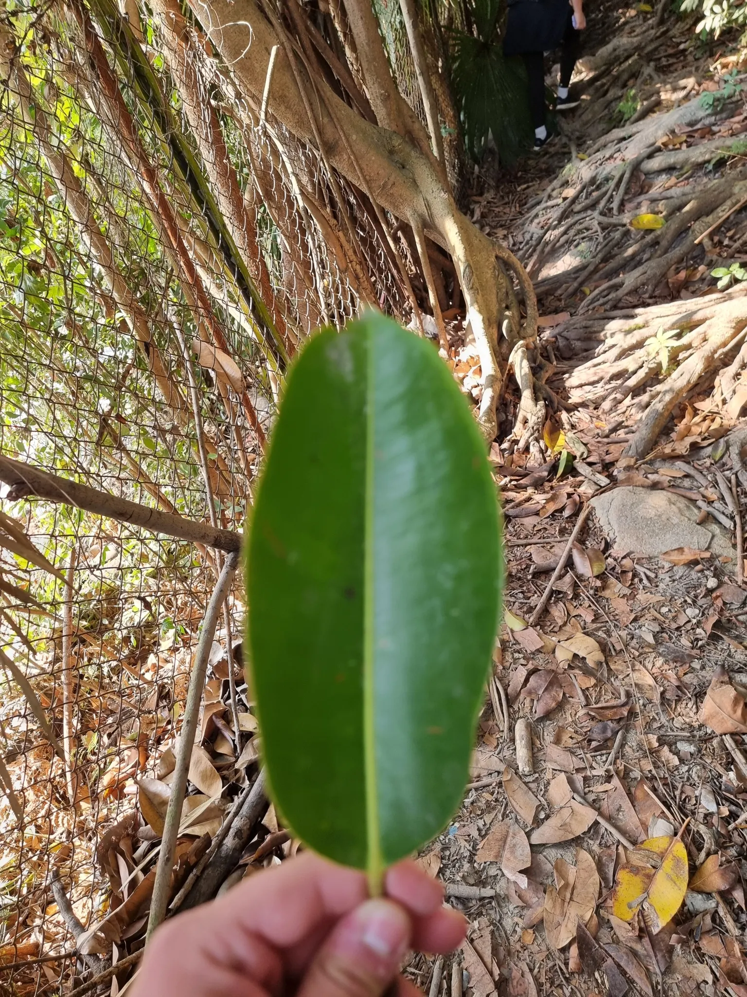 Rubber Tree (Ficus Elastica 'Decora') — as it can become quite large if not pruned regularly; dark green leaves up to 12 inches long, image 66