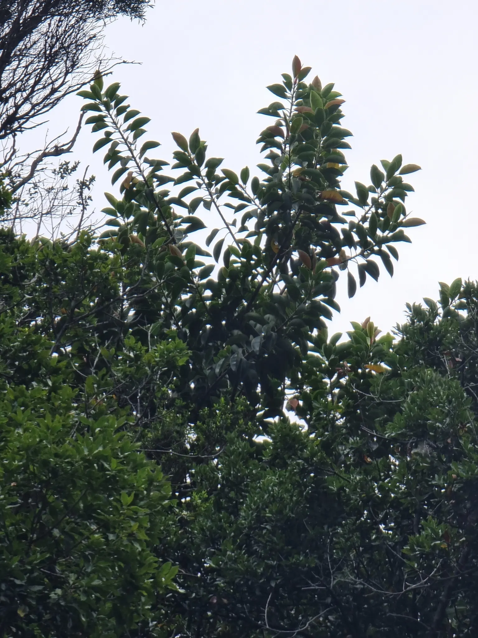 Rubber Tree (Ficus Elastica 'Decora') — dark green leaves up to 12 inches long; as it can become quite large if not pruned regularly, image 75