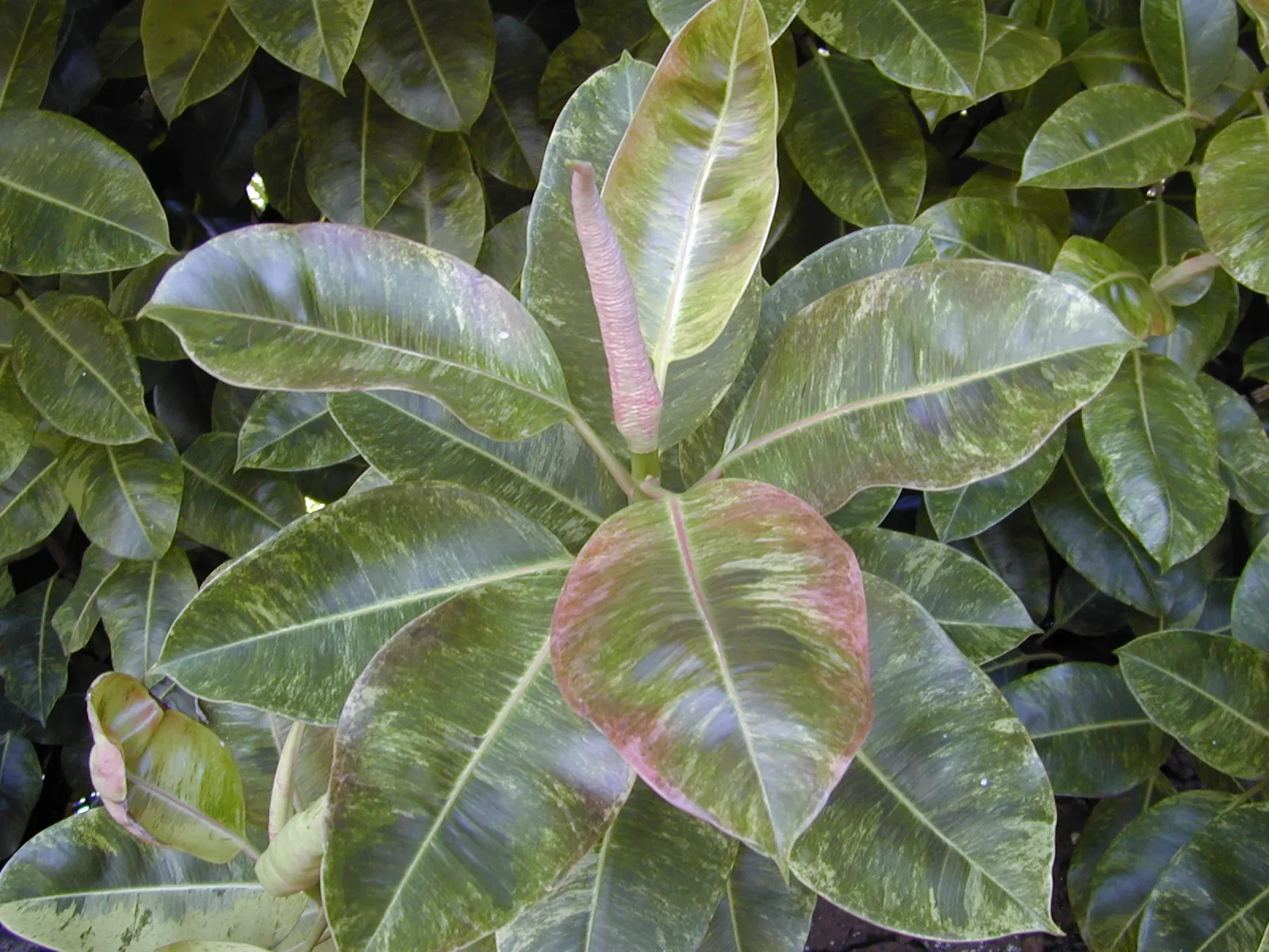 Rubber Tree (Ficus Elastica 'Decora') — the Rubber Tree can reach impressive heights of 25 to 40 feet; leather-like leaves that stunningly grow up, image 57