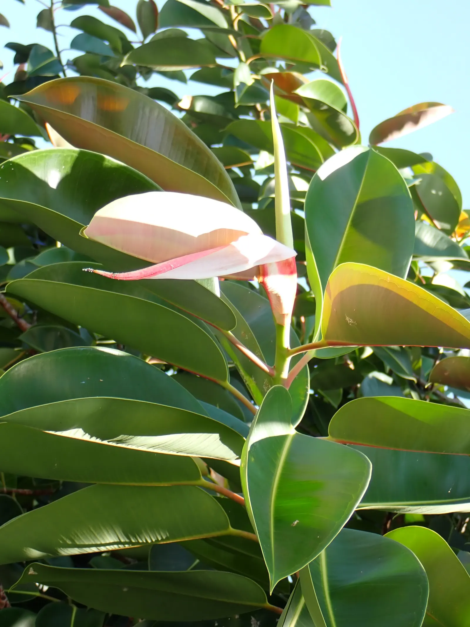 Rubber Tree (Ficus Elastica 'Decora') — shrub / tree for half; the Rubber Tree is a resilient and low-maintenance choice, image 72