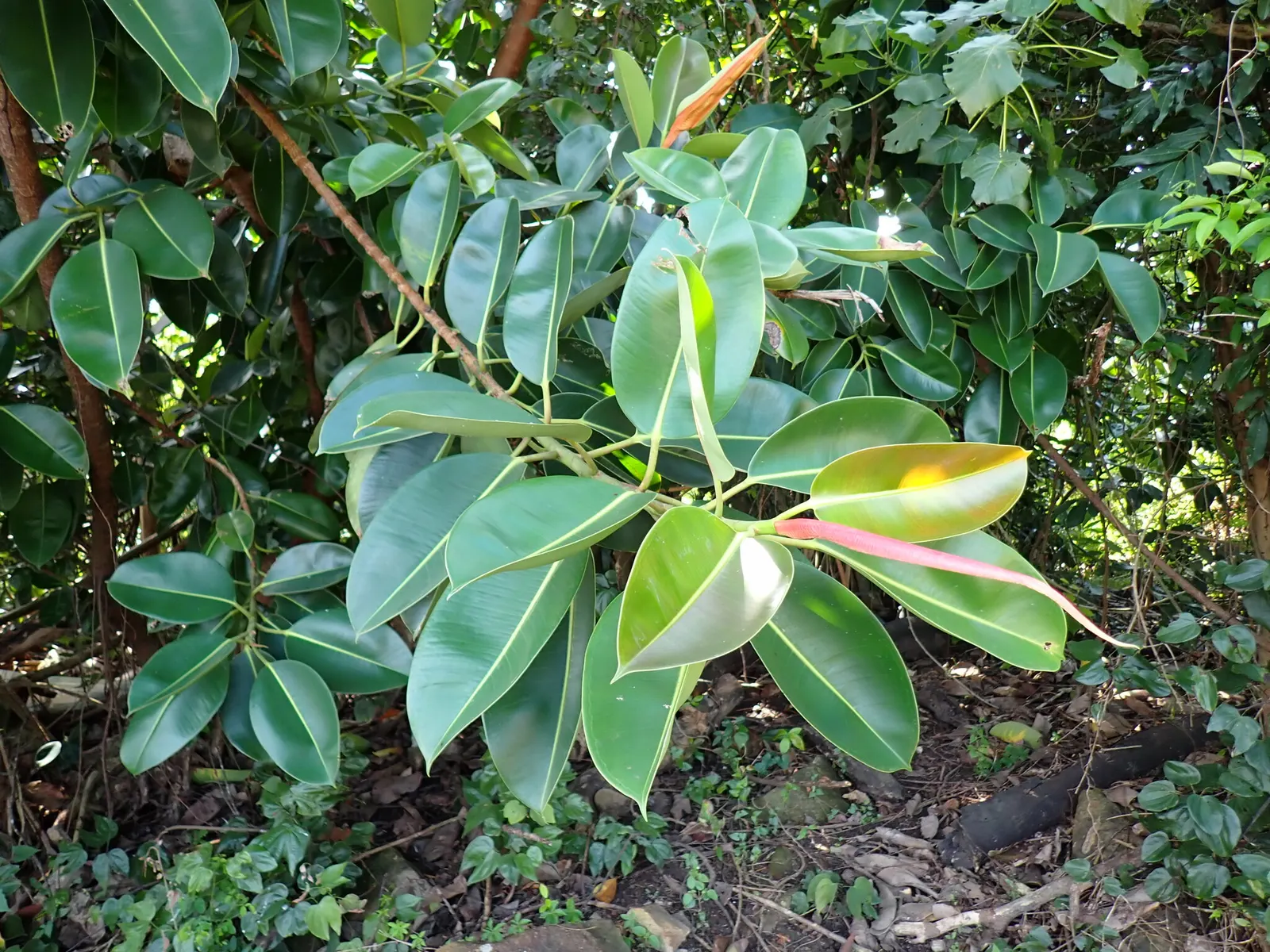 Rubber Tree (Ficus Elastica 'Decora') — allowing the soil to dry out slightly between watering sessions; its versatility makes it suitable for, image 68