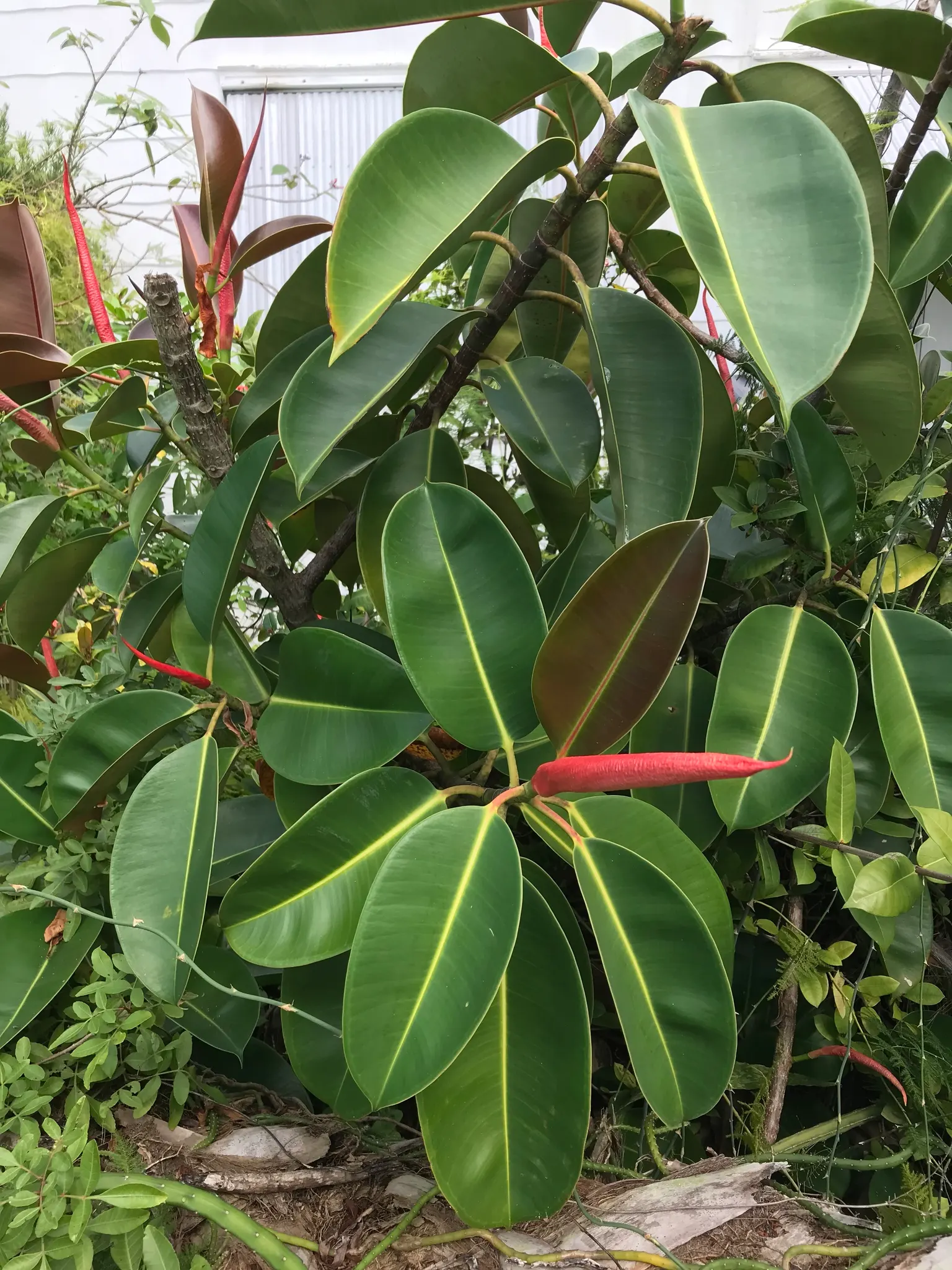 Rubber Tree (Ficus Elastica 'Decora') — Originating from the tropical regions of Southeast Asia, it thrives in USDA Hardiness Zones 10 to 12, image 56