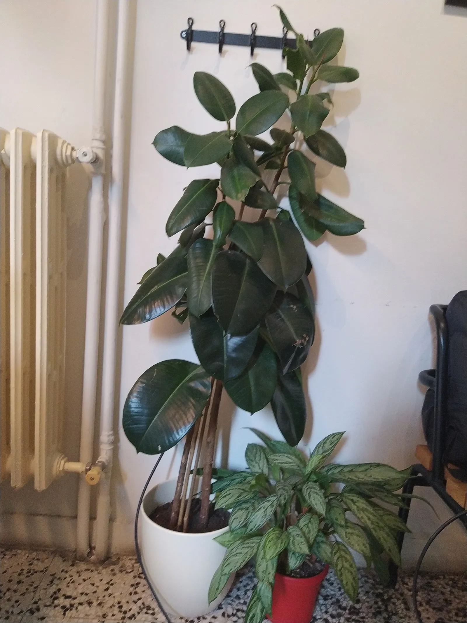 Rubber Tree (Ficus Elastica 'Decora') — reaching up to 50 feet in its natural habitat but commonly kept around 6-10 feet indoors for ornamental use