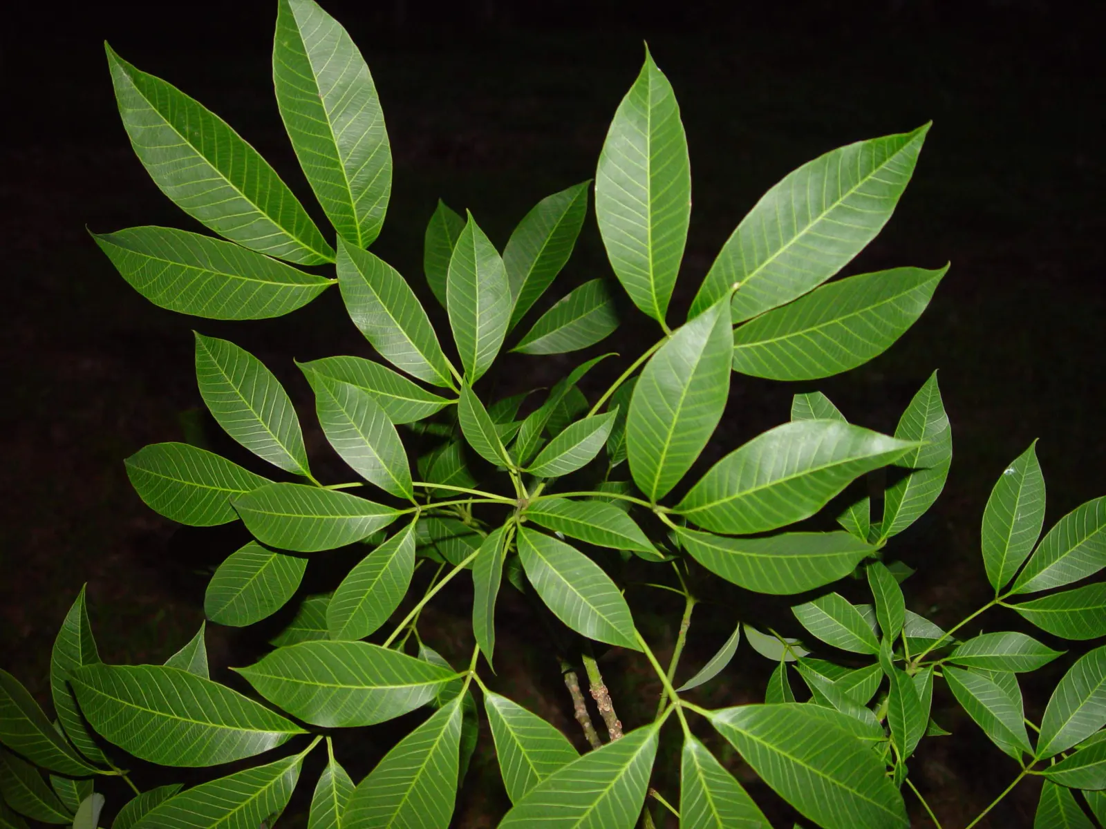 Rubber Tree (Ficus Elastica 'Decora') — which contribute to its air-purifying qualities