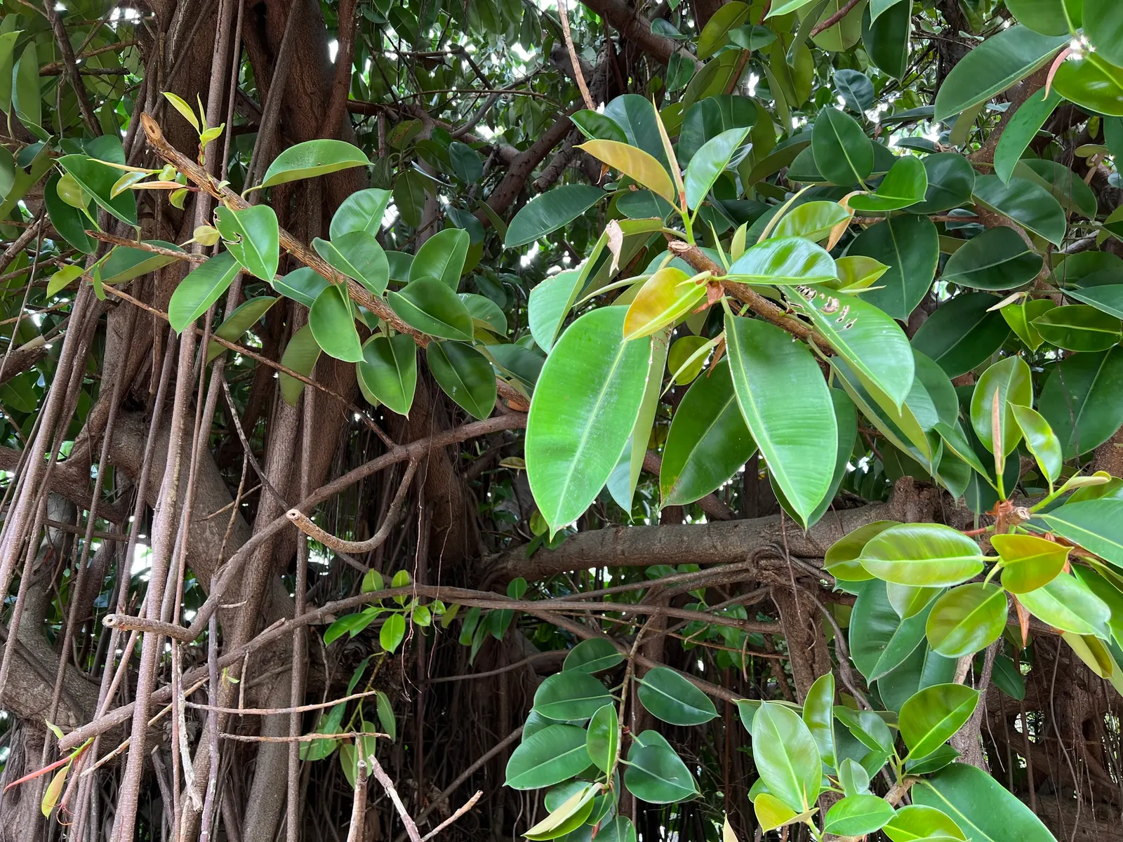 Rubber Tree (Ficus Elastica 'Decora') — leather-like leaves that stunningly grow up to 12 inches long and 4 inches wide