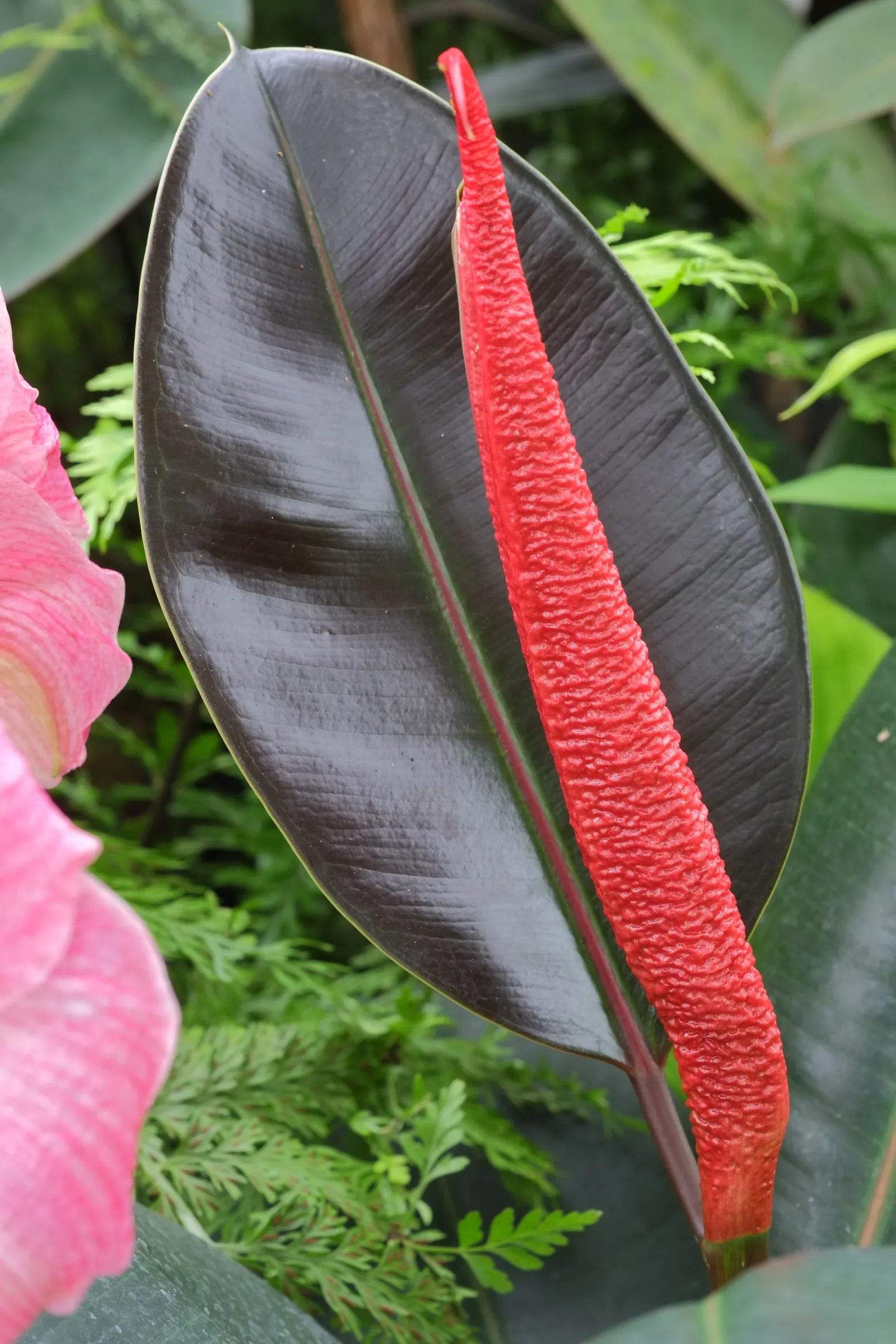 Rubber Tree (Ficus Elastica 'Decora') — commonly known as the Rubber Tree; it is known for its air-purifying qualities, image 55