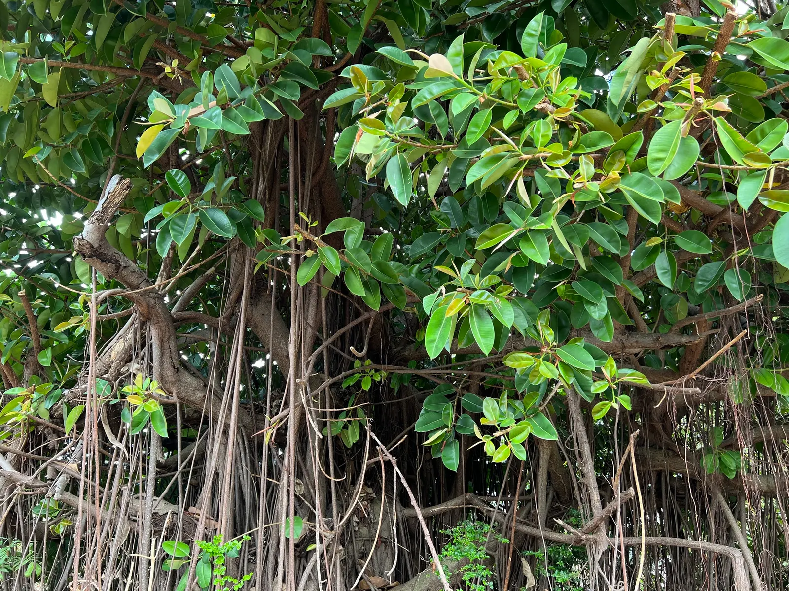Rubber Tree (Ficus Elastica 'Decora') — The dark green foliage with a hint of burgundy provides a lush, vibrant tone throughout the year