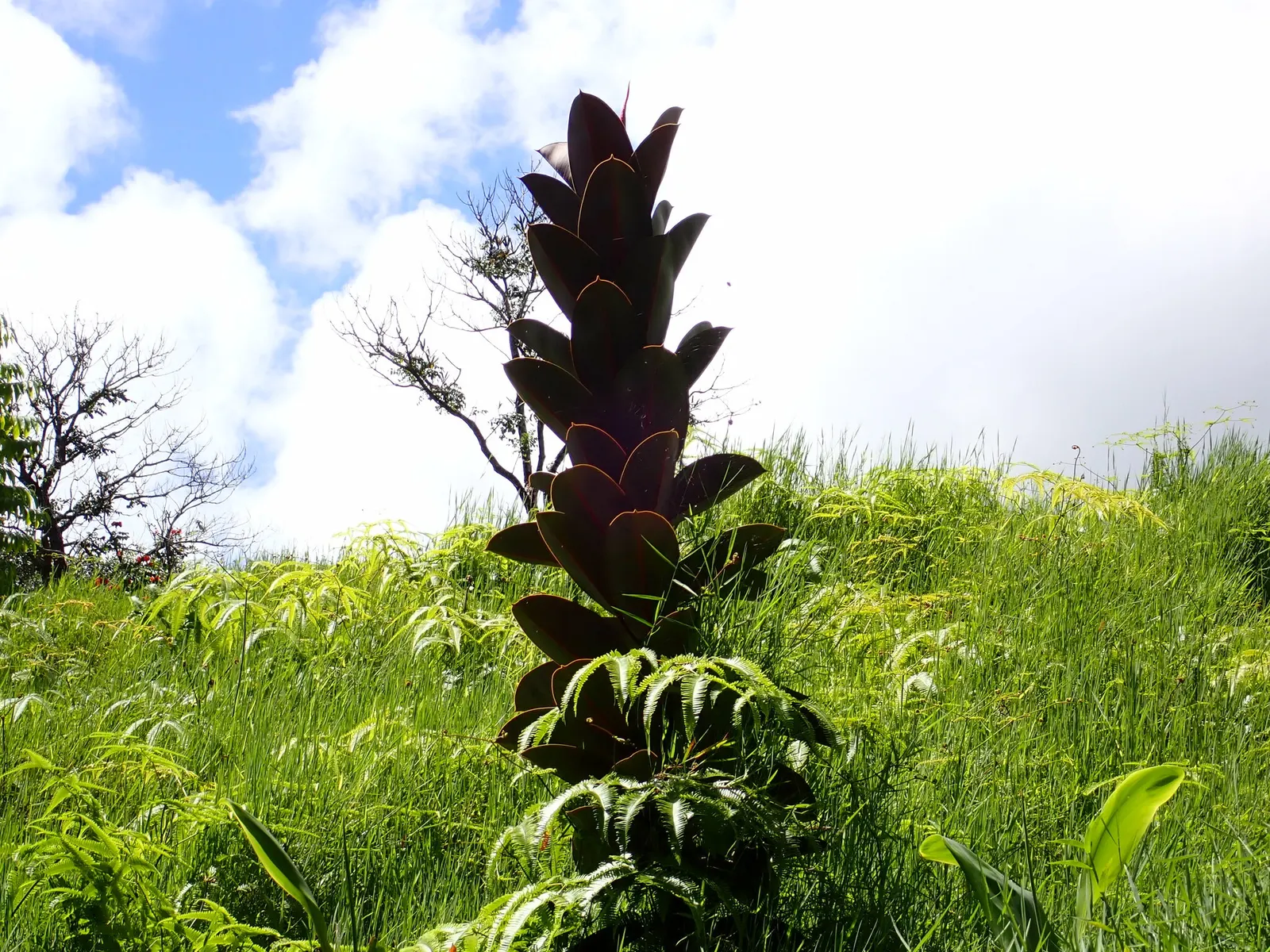Rubber Tree (Ficus Elastica 'Decora') — Prefers indirect light and moderate watering; originating from the tropical regions of Southeast Asia, it, image 53